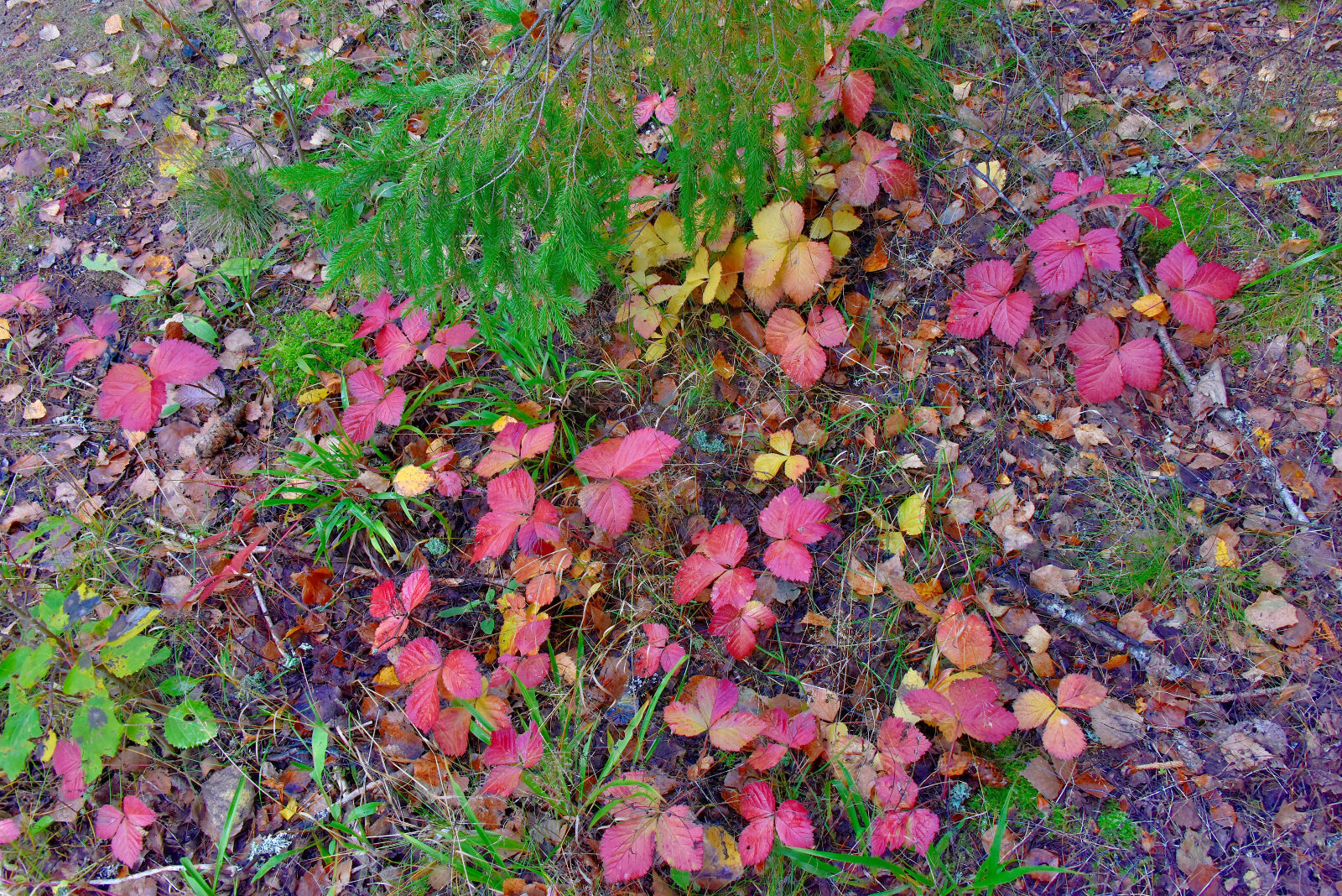 Valokuvaaja: Reijo Juurinen