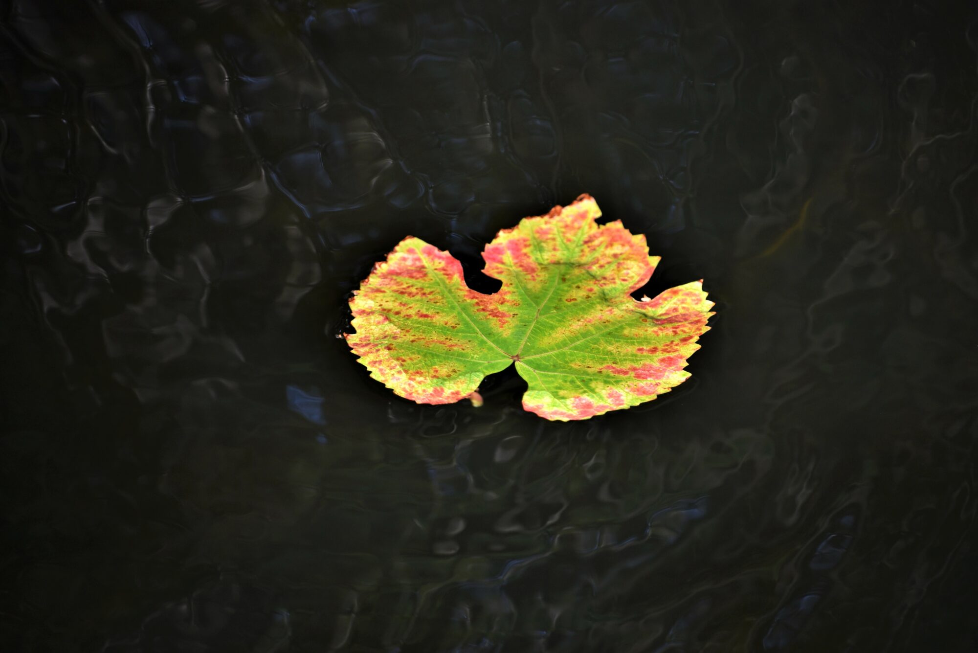 Valokuvaaja: Leena Latvala