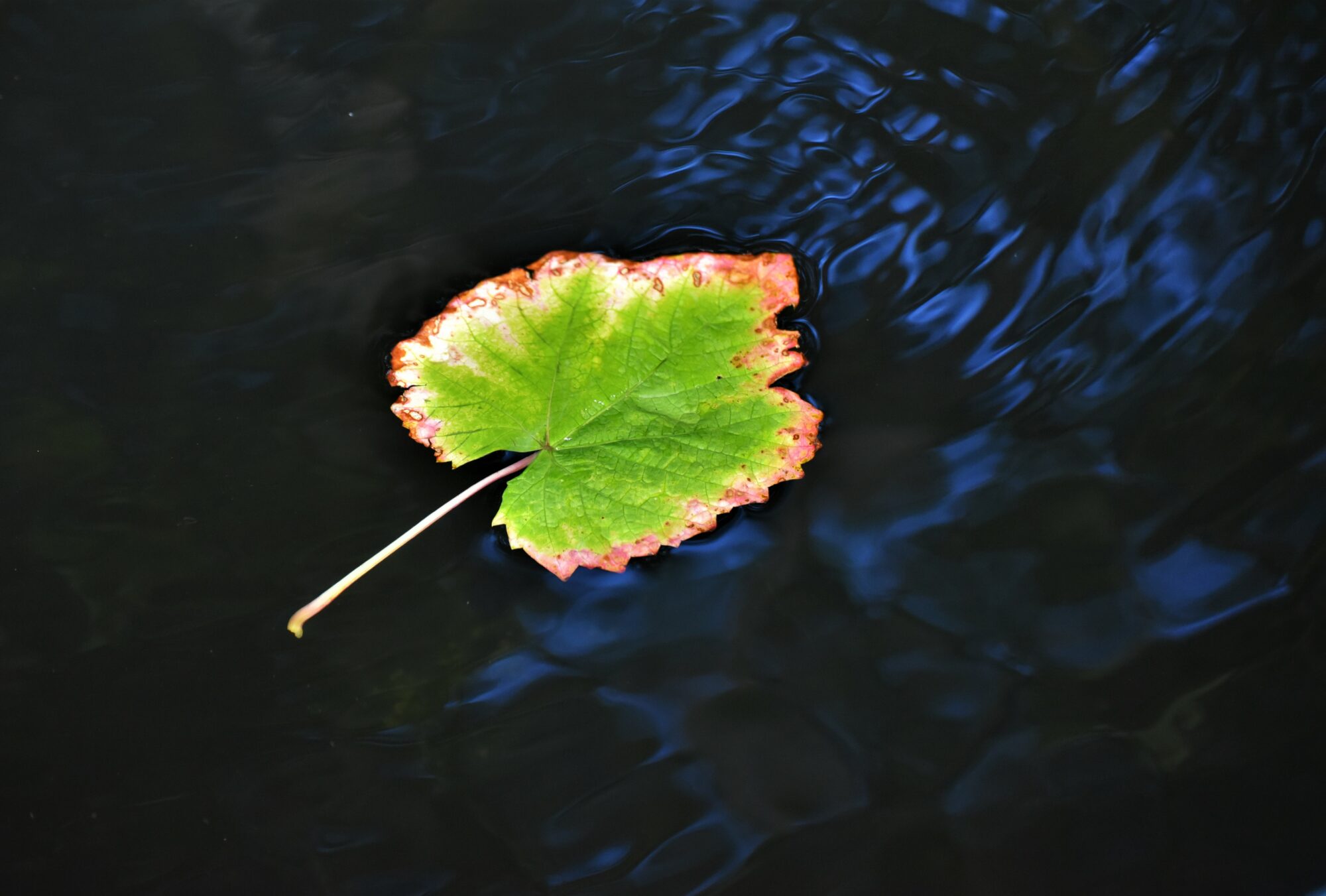 Valokuvaaja: Leena Latvala