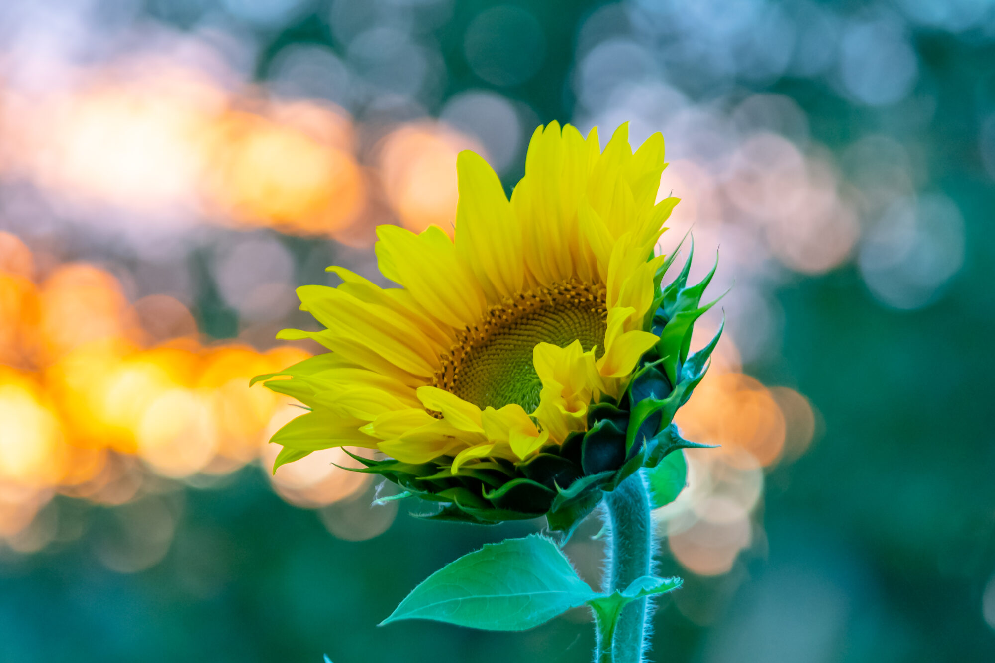 Valokuvaaja: Leena Rissanen