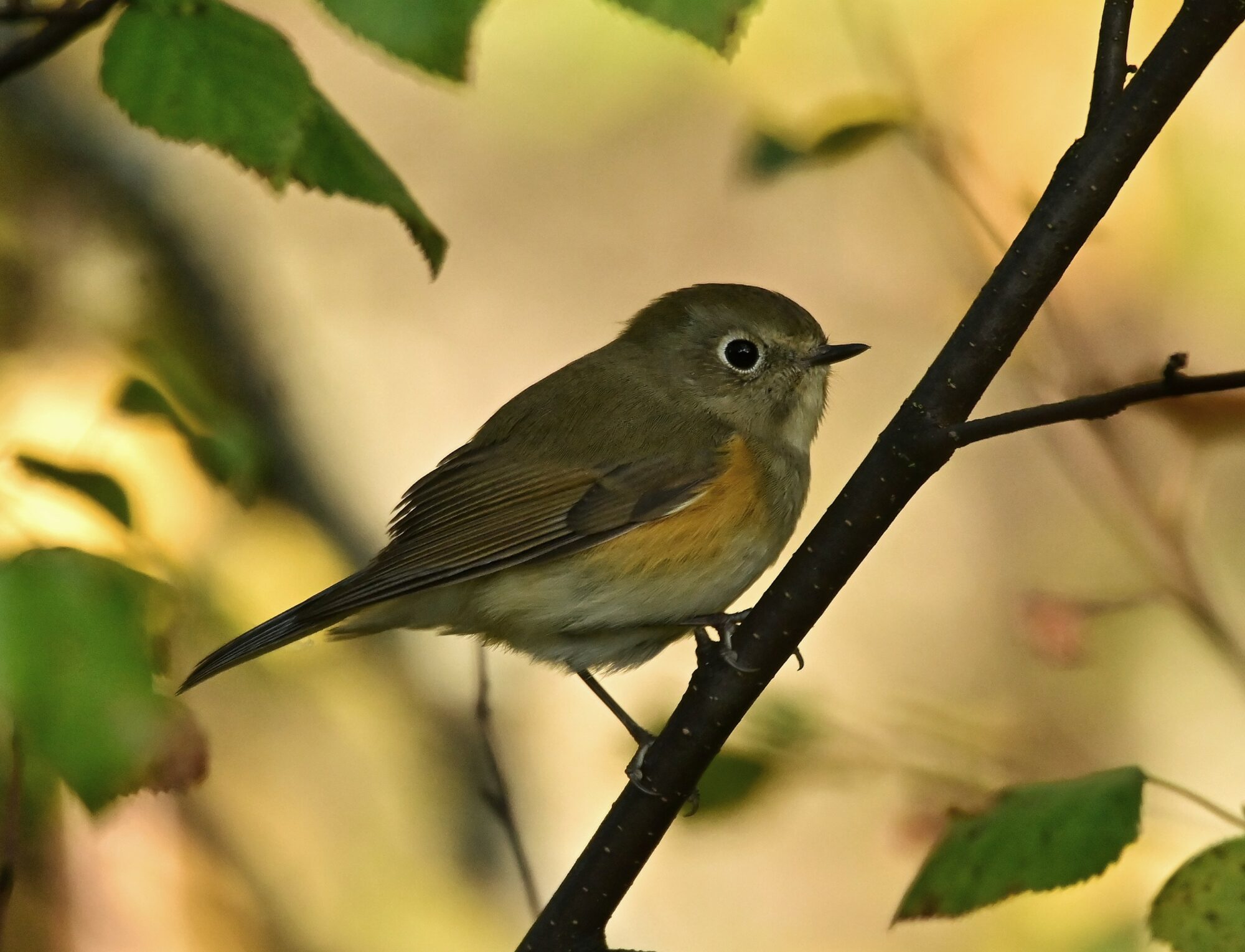 Valokuvaaja: Timo Lappalainen