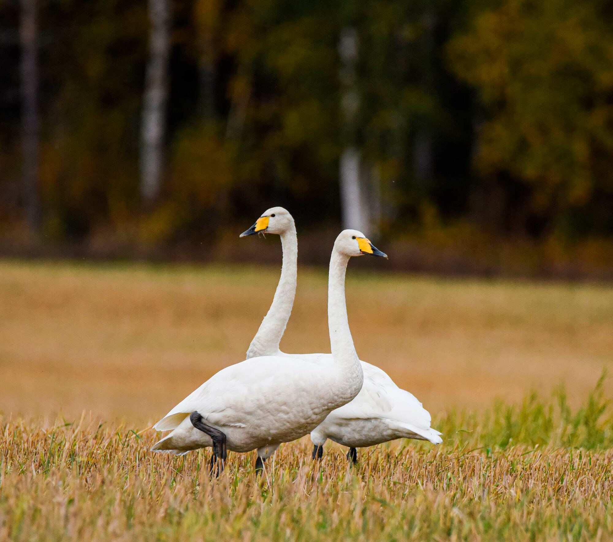 Valokuvaaja: Maija Savolainen