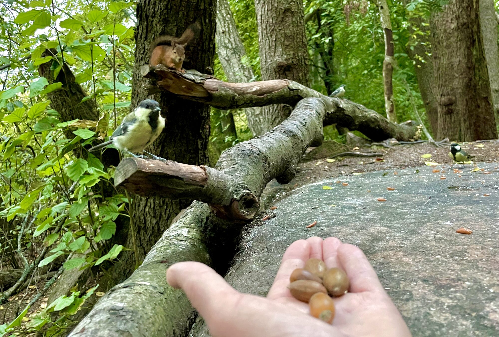 Valokuvaaja: juhani Peltonen