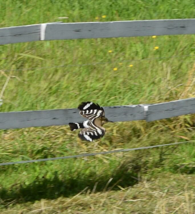Valokuvaaja: Mari Kuosmanen