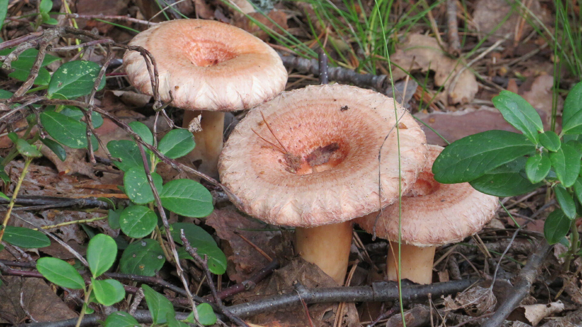 Valokuvaaja: Risto Kangassalo