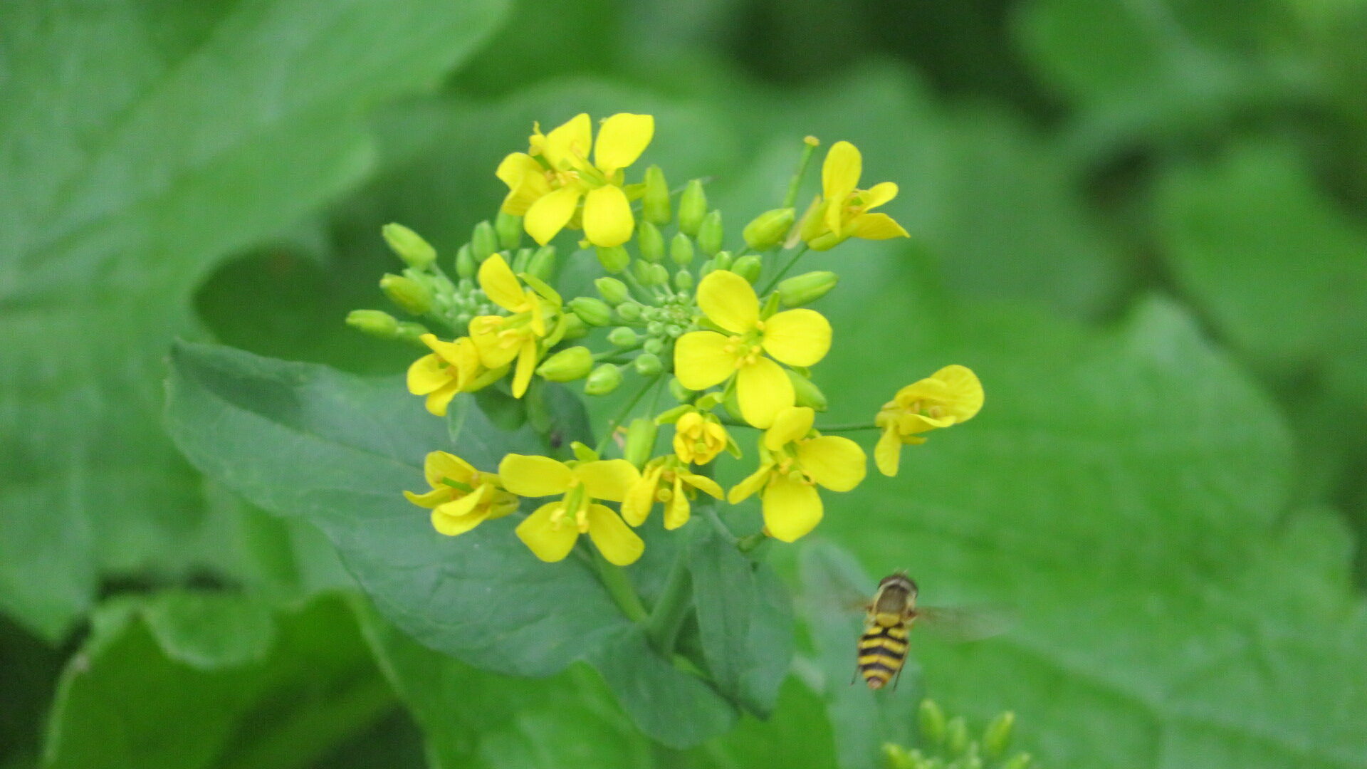 Valokuvaaja: Risto Kangassalo