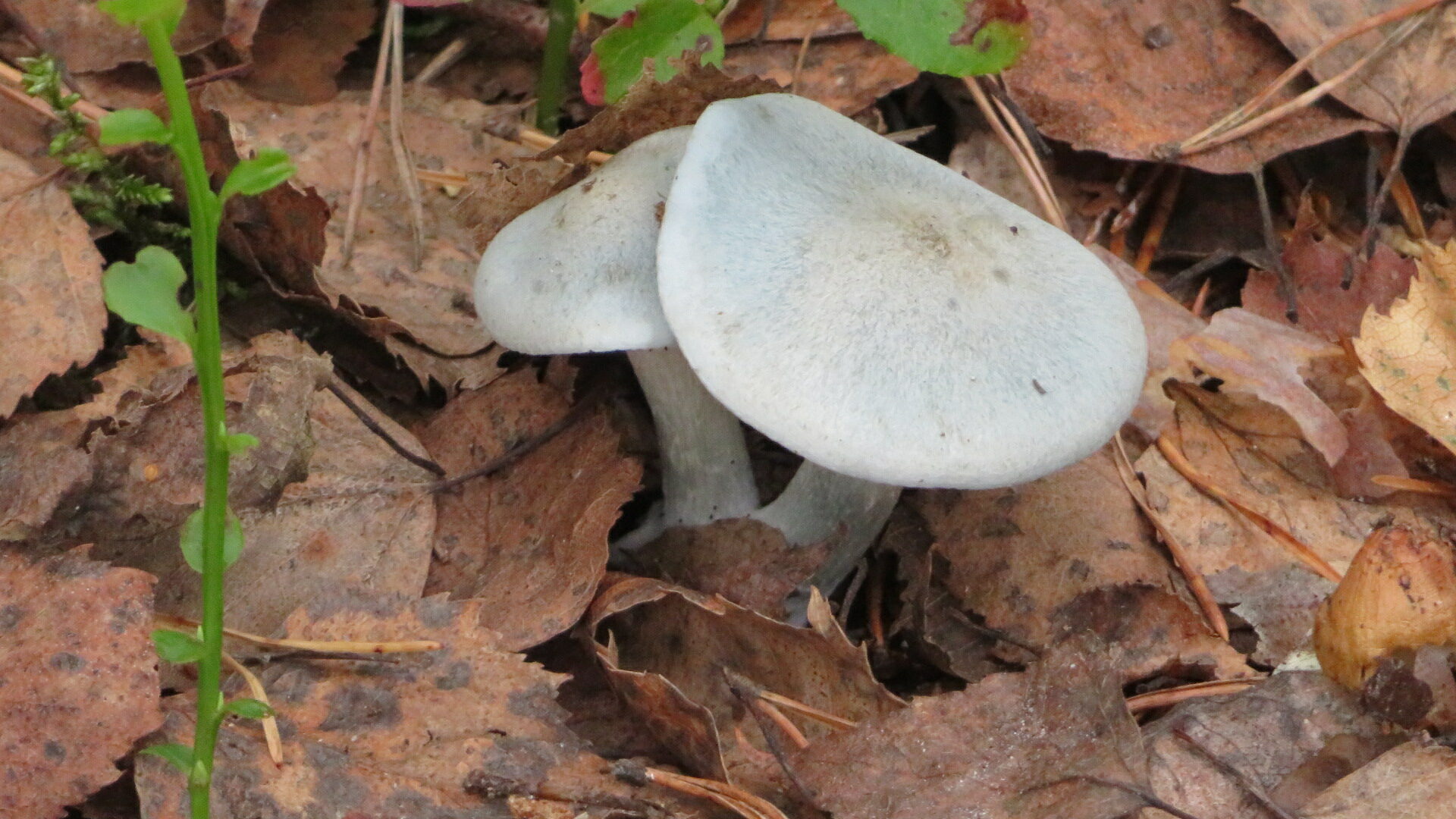 Valokuvaaja: Risto Kangassalo