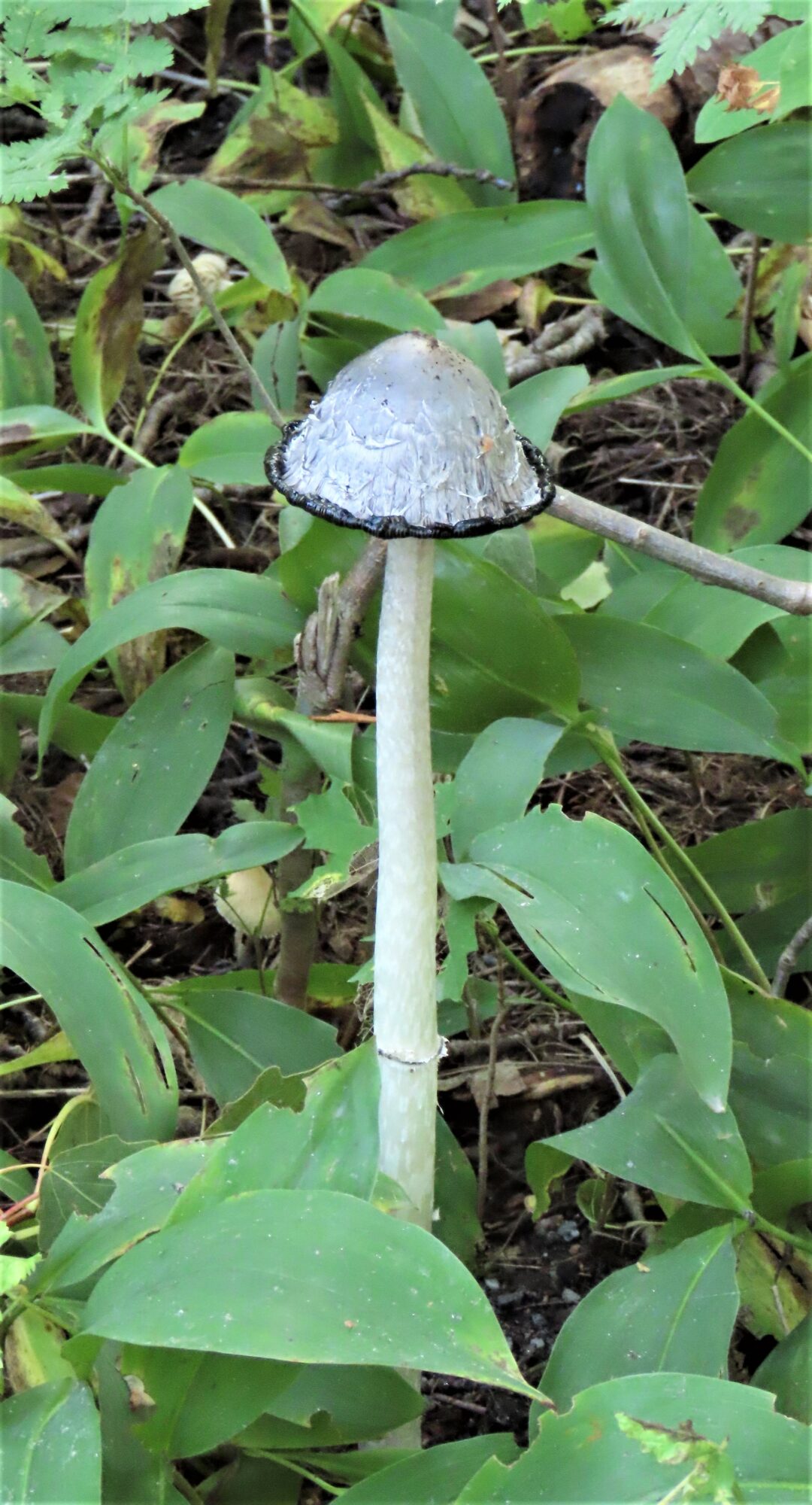 Valokuvaaja: Birgit Silvennoinen