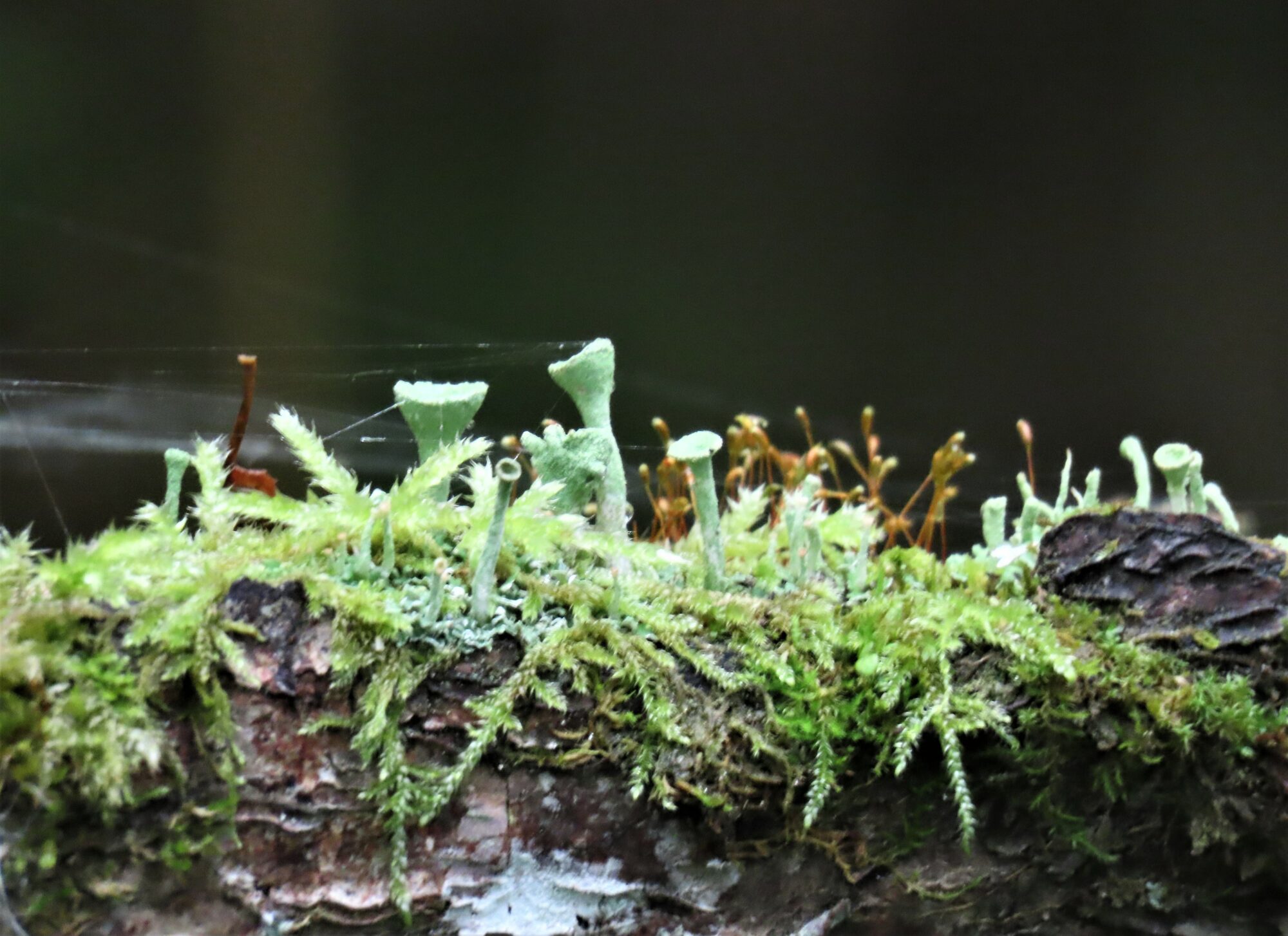 Valokuvaaja: Birgit Silvennoinen