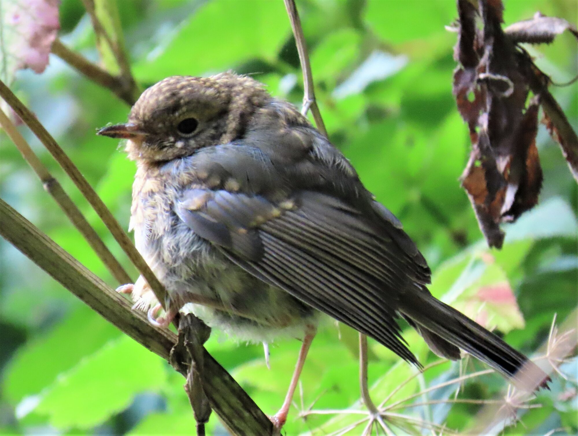 Valokuvaaja: Birgit Silvennoinen