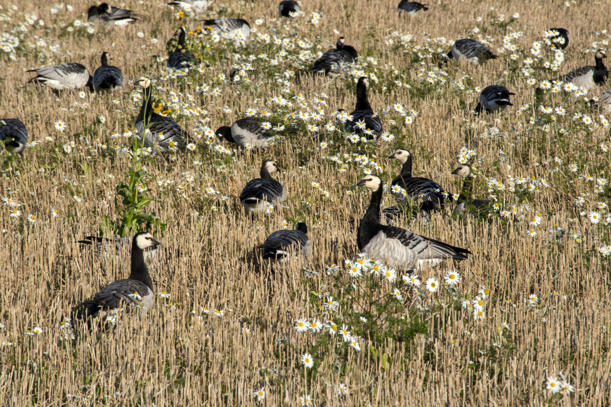 Valokuvaaja: Rauni Hyttinen