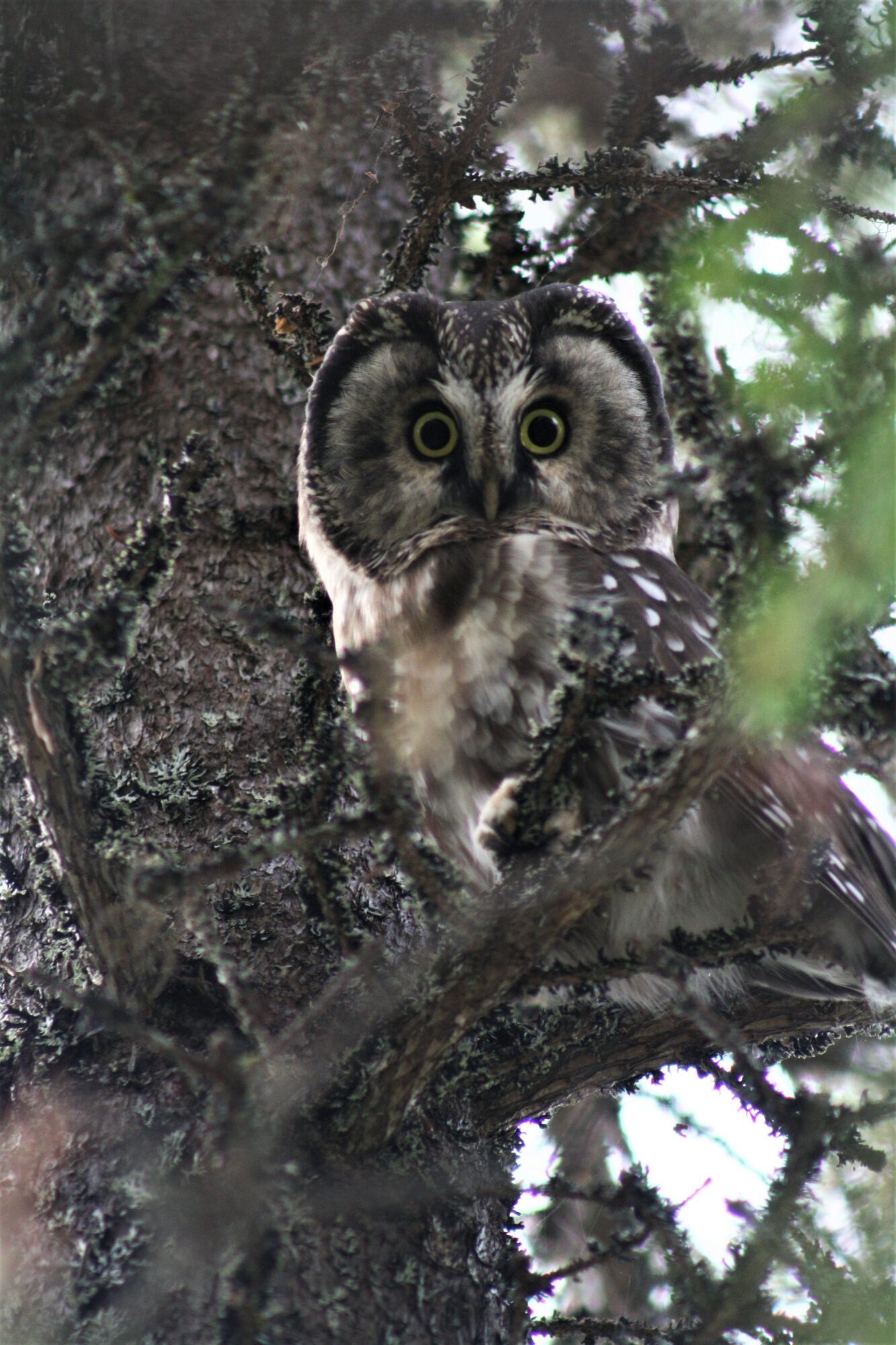 Valokuvaaja: Neea Kelloniemi