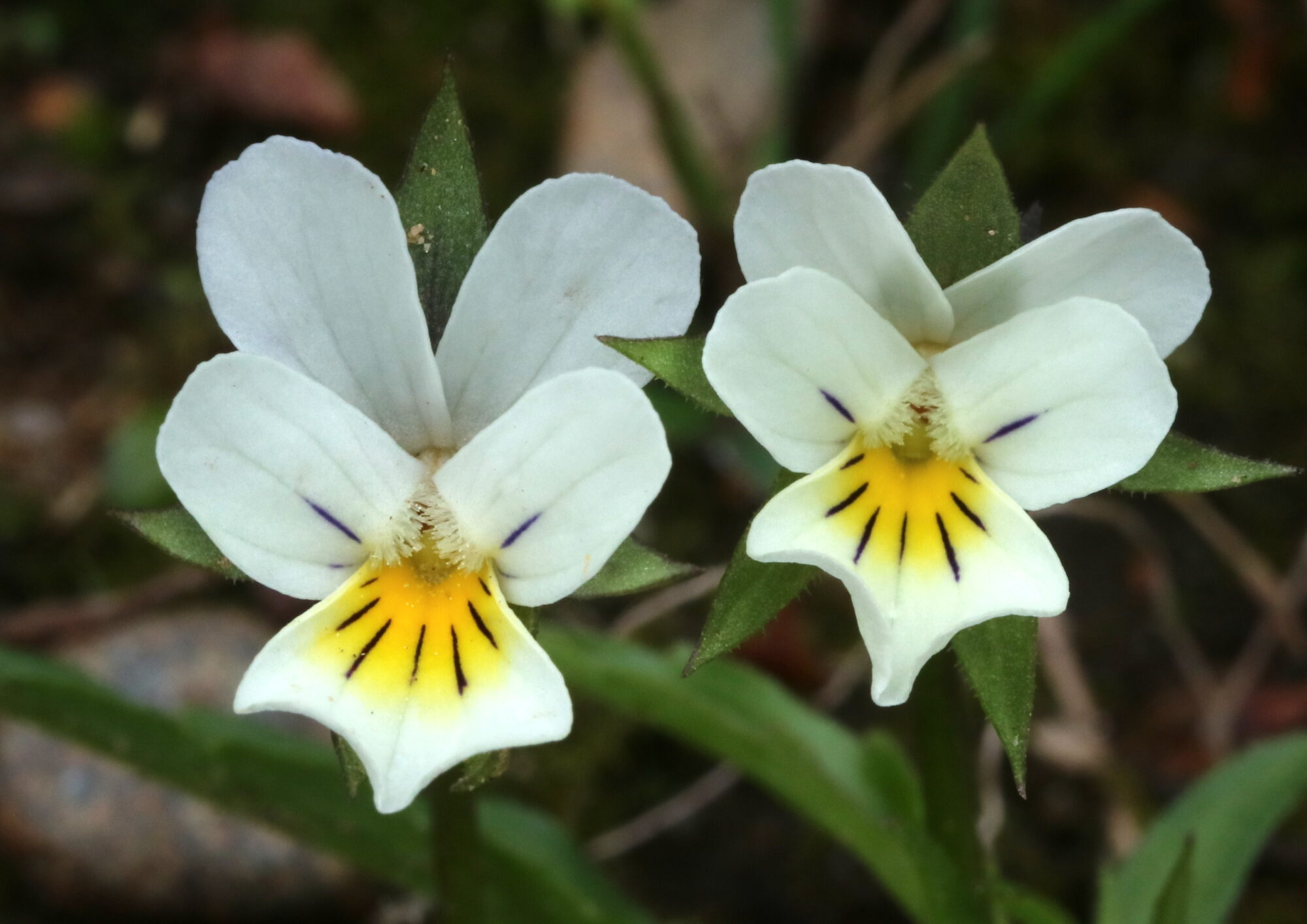 Valokuvaaja: Hannu Rasiranta