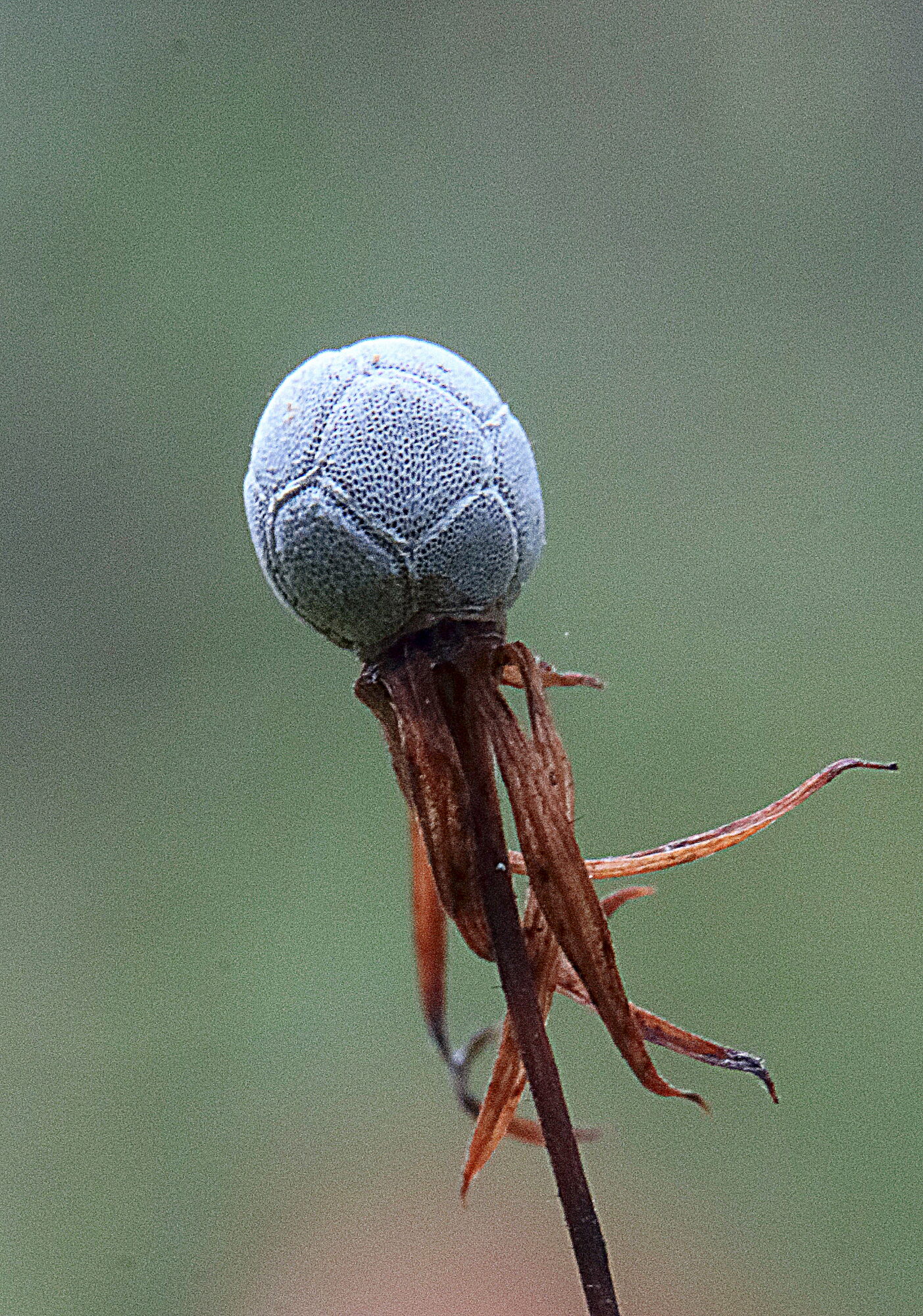 Valokuvaaja: Hannu Rasiranta