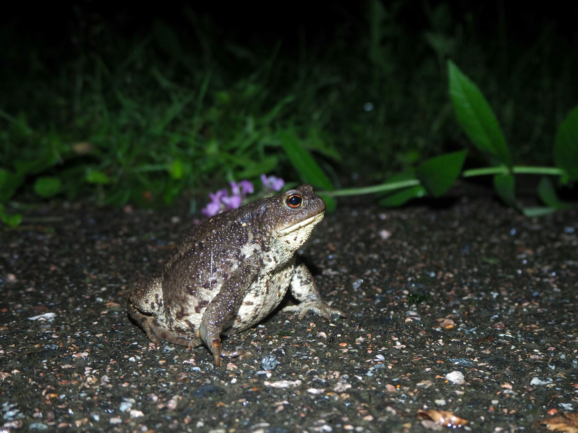Valokuvaaja: Mikkola Irma