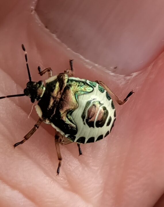 Valokuvaaja: Aulikki Siikanen