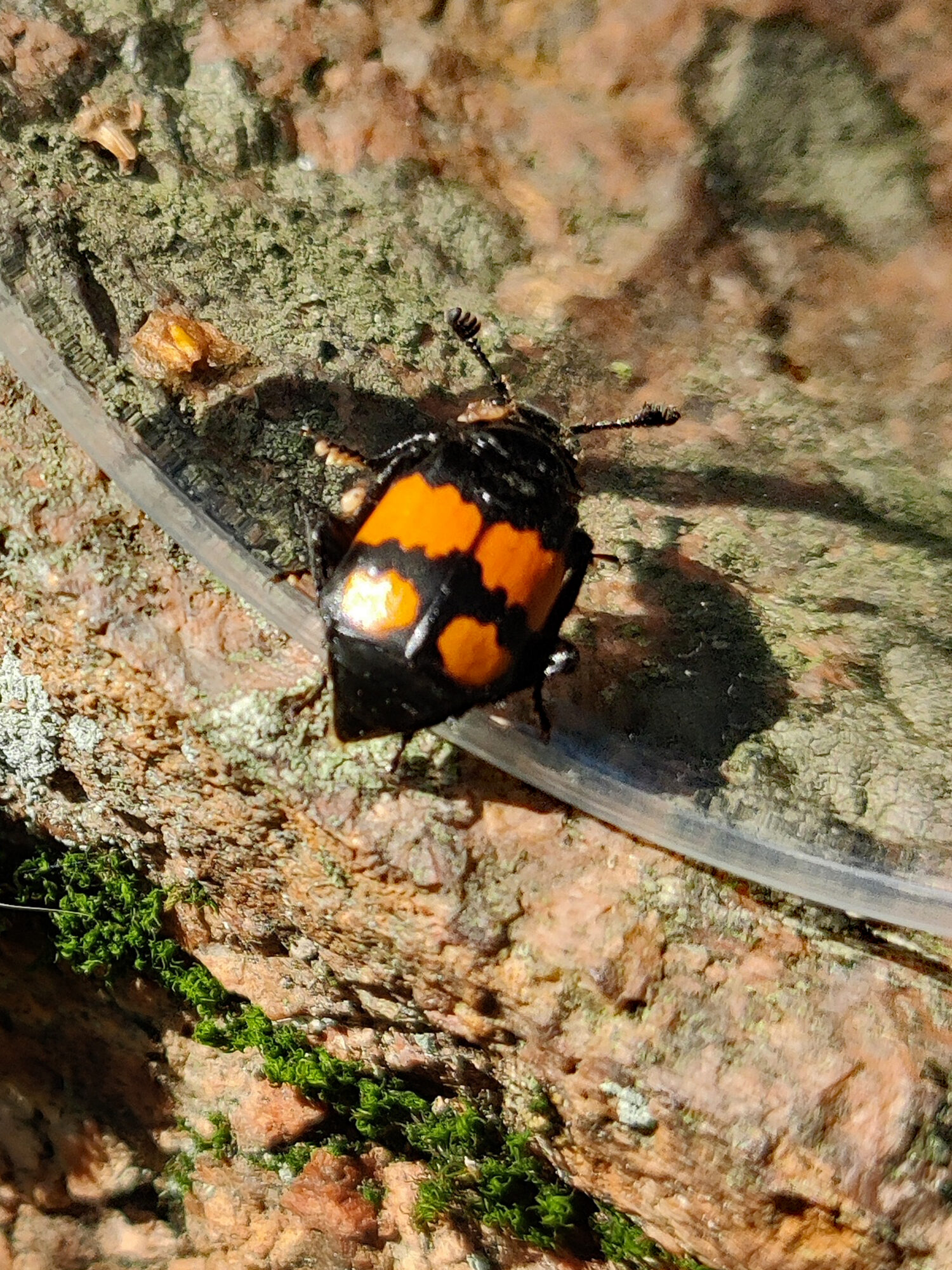 Valokuvaaja: Paavo Siukonen