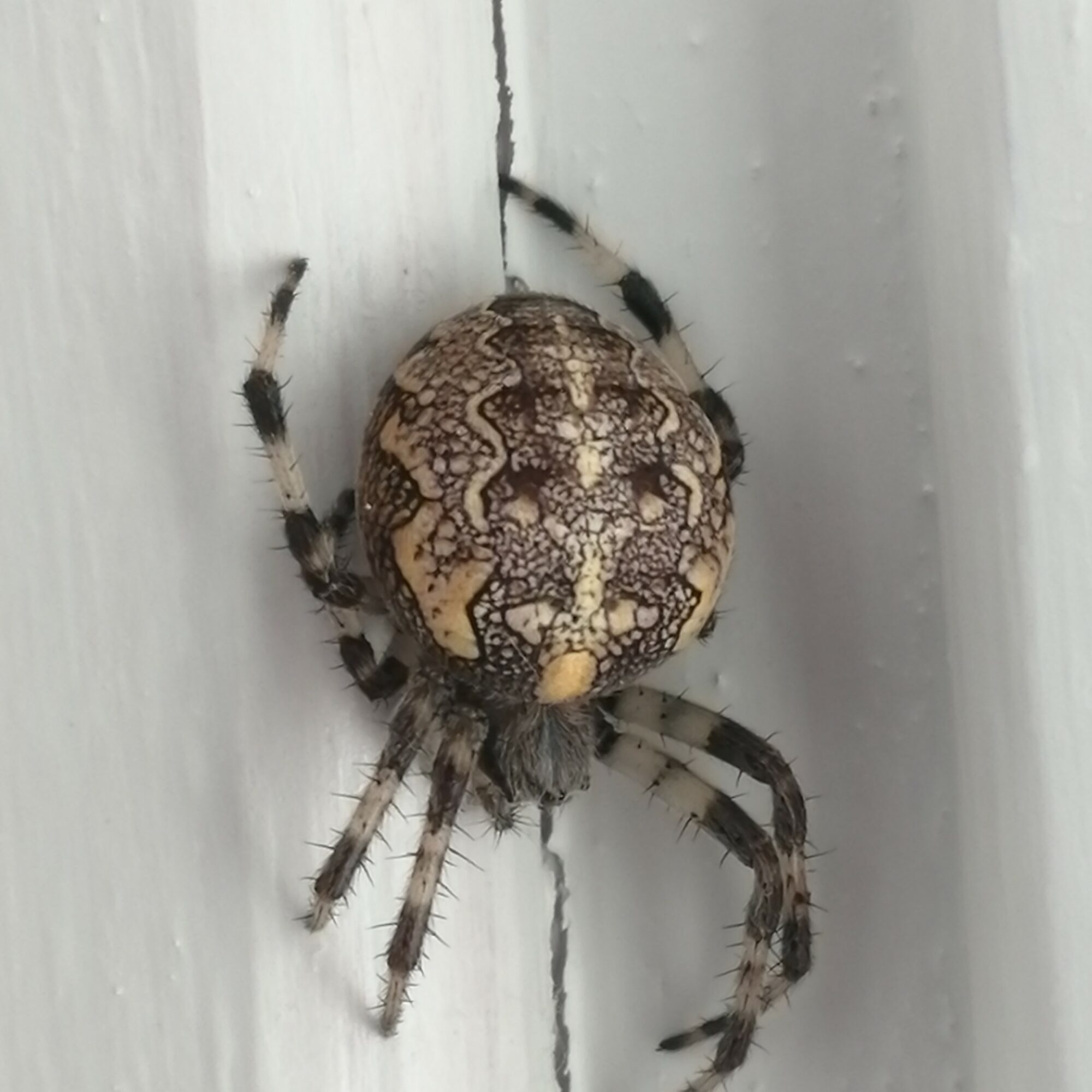 Valokuvaaja: marjatta ohtonen