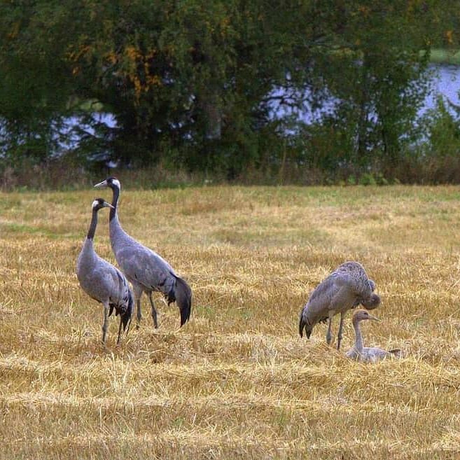 Valokuvaaja: Tapio Keinonen Valokuvaaja: Tapio Keinonen