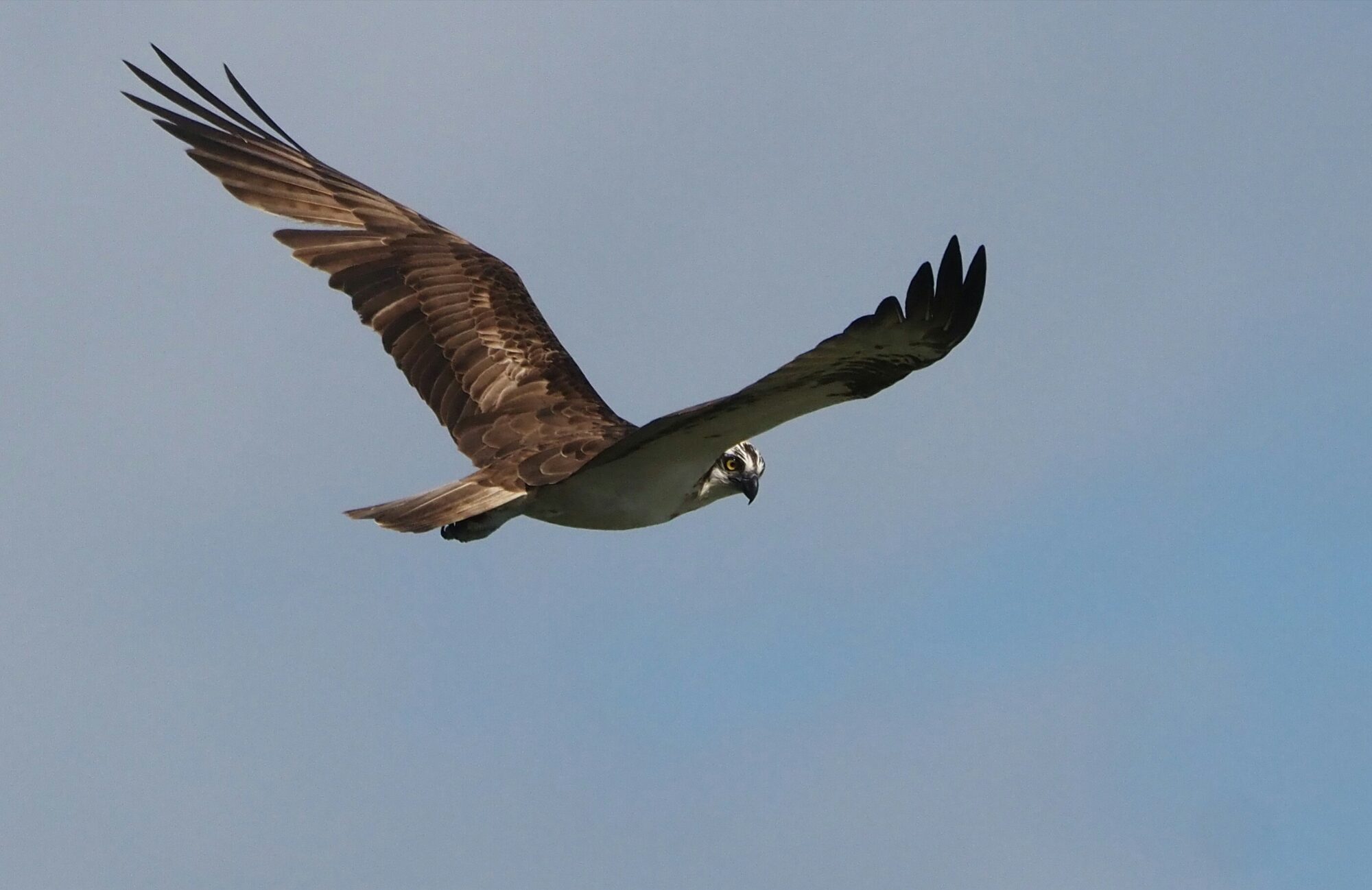 Valokuvaaja: Mikkola Irma