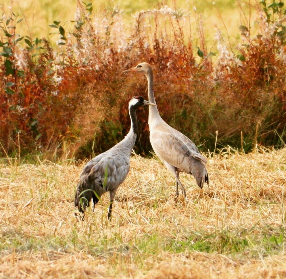 Valokuvaaja: Satu-Sinikka Vuolteenaho