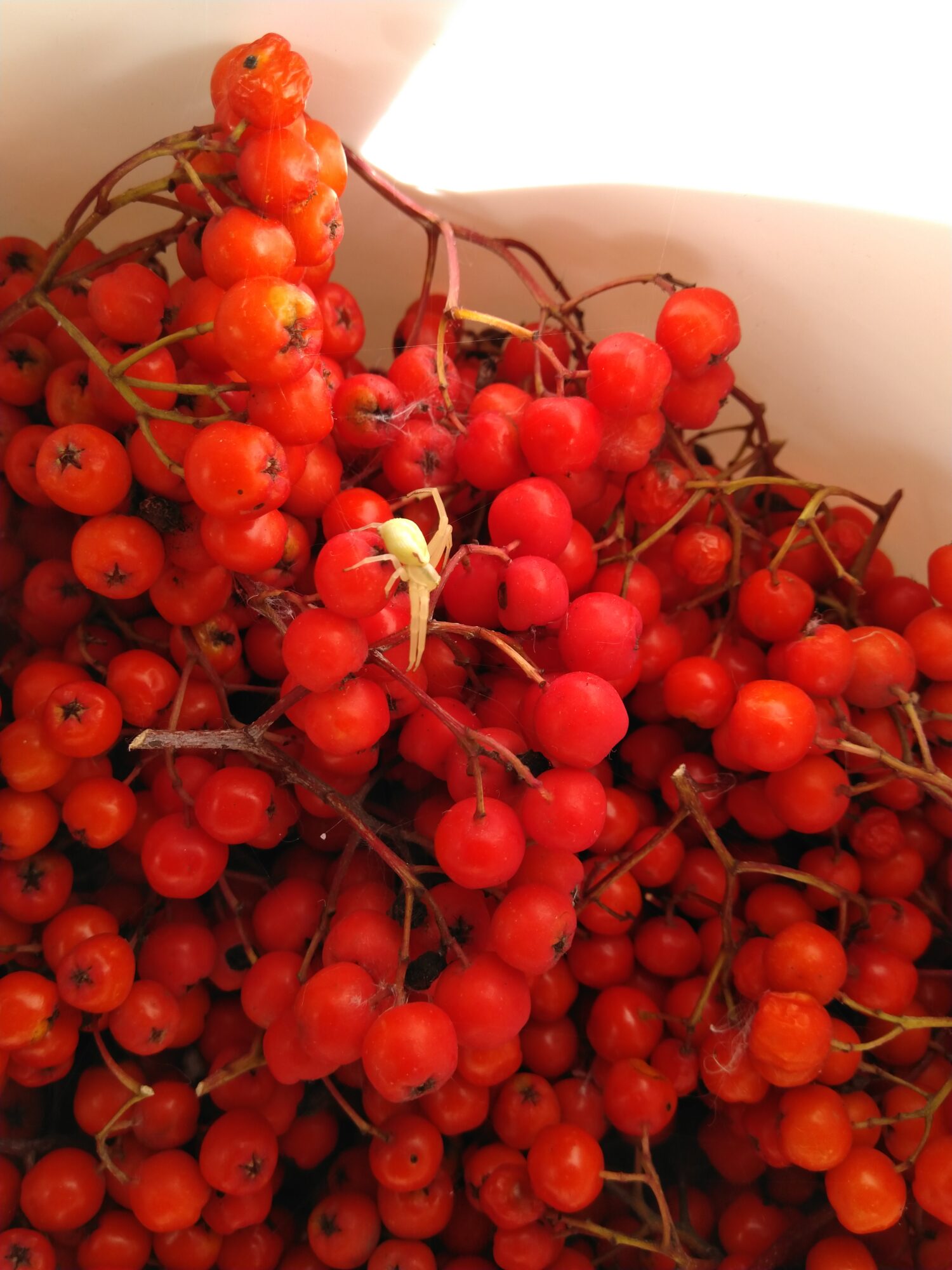 Valokuvaaja: Marja Nevalainen