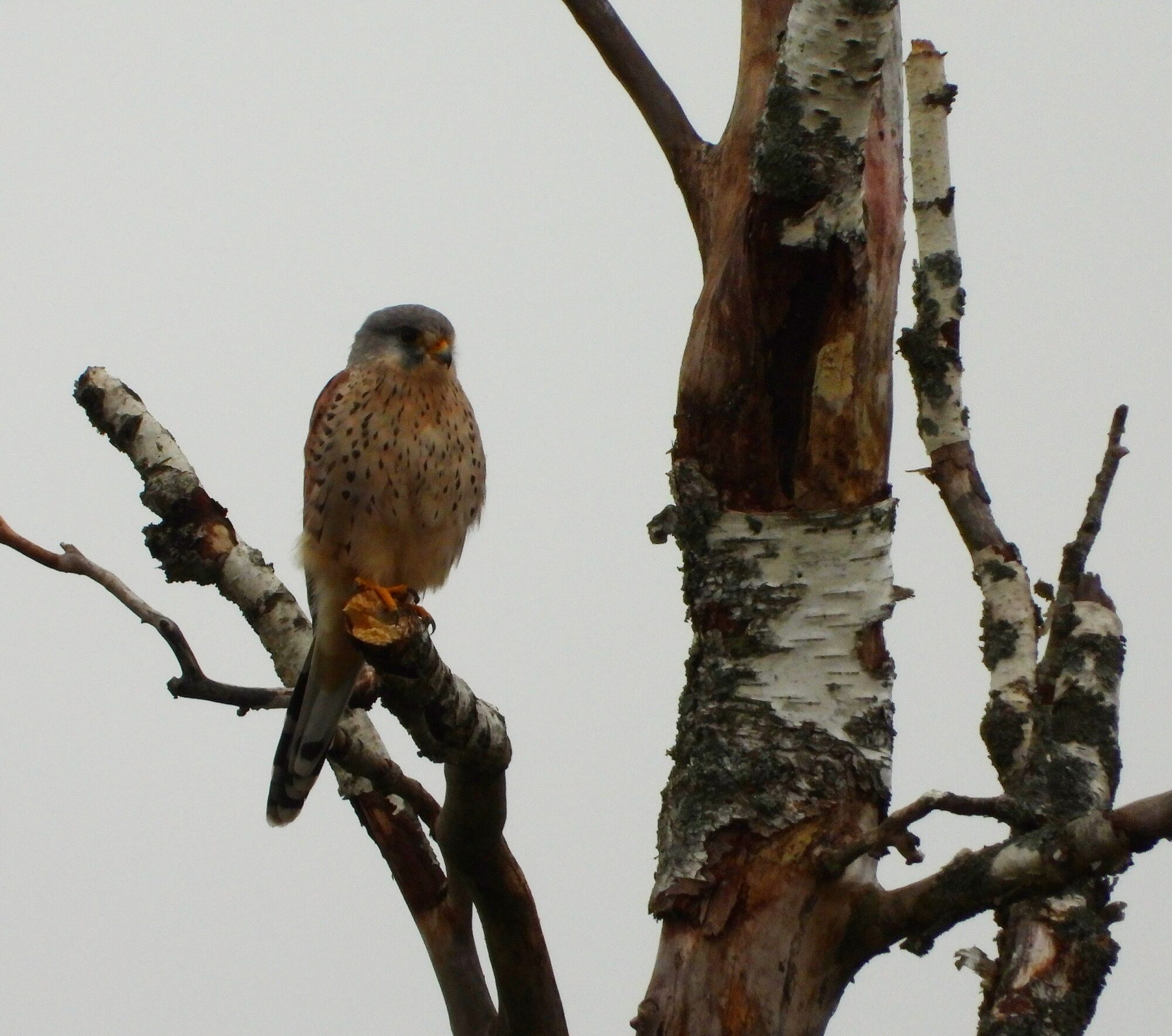 Valokuvaaja: Satu-Sinikka Vuolteenaho