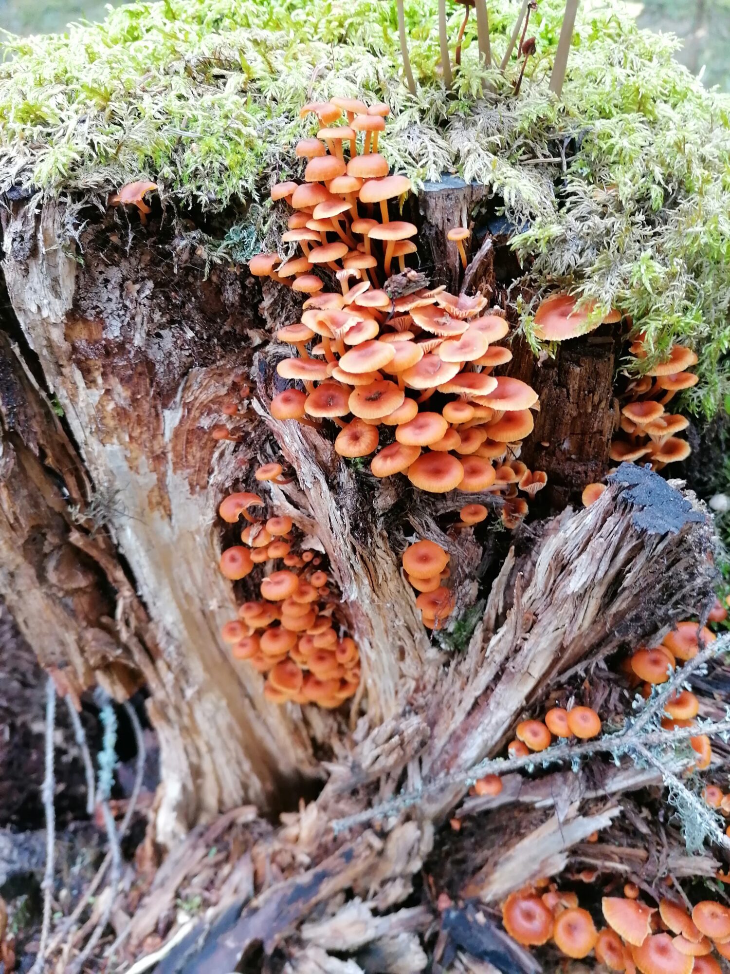 Valokuvaaja: Kaija Halonen