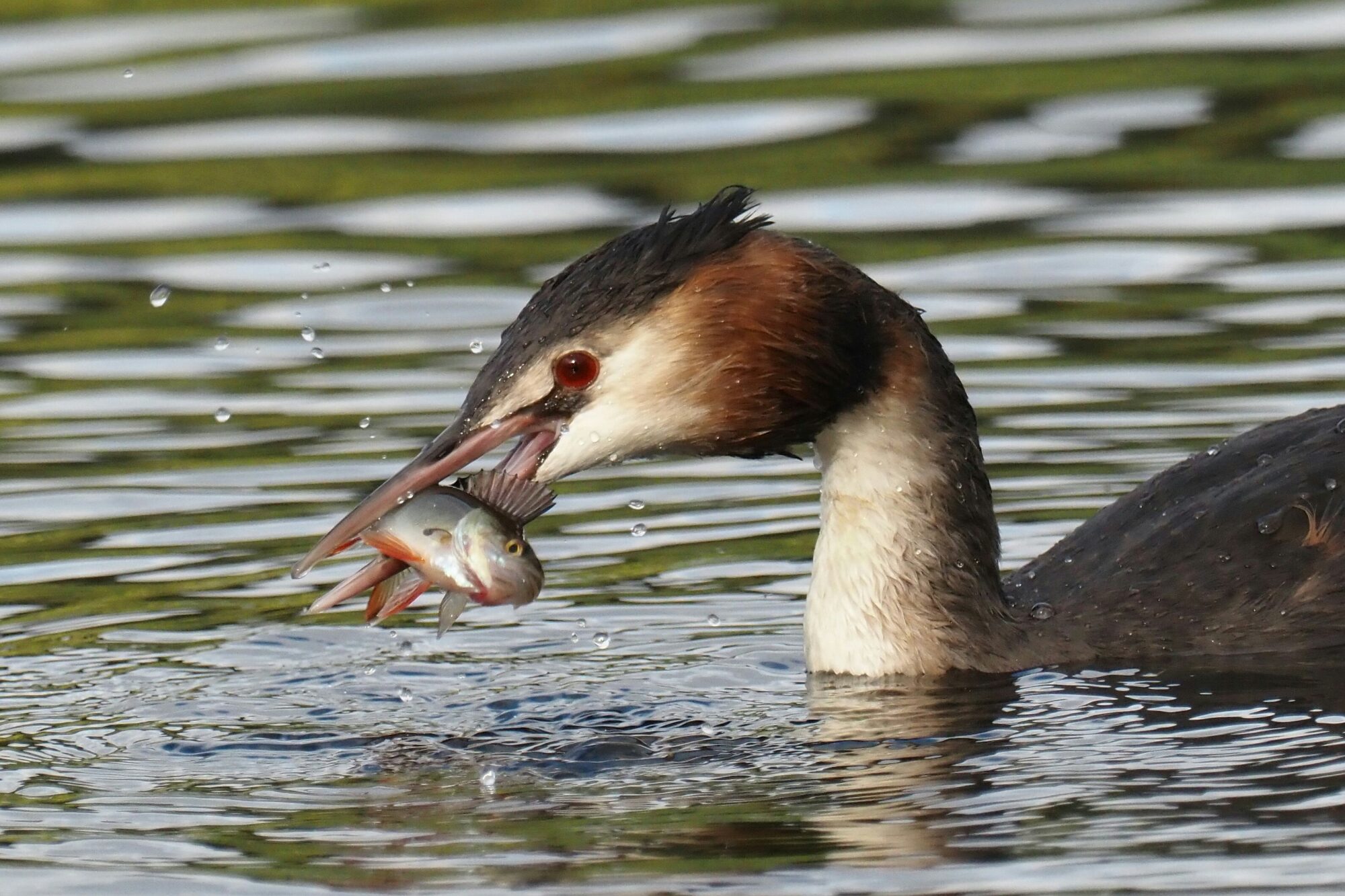Valokuvaaja: Mikkola Irma