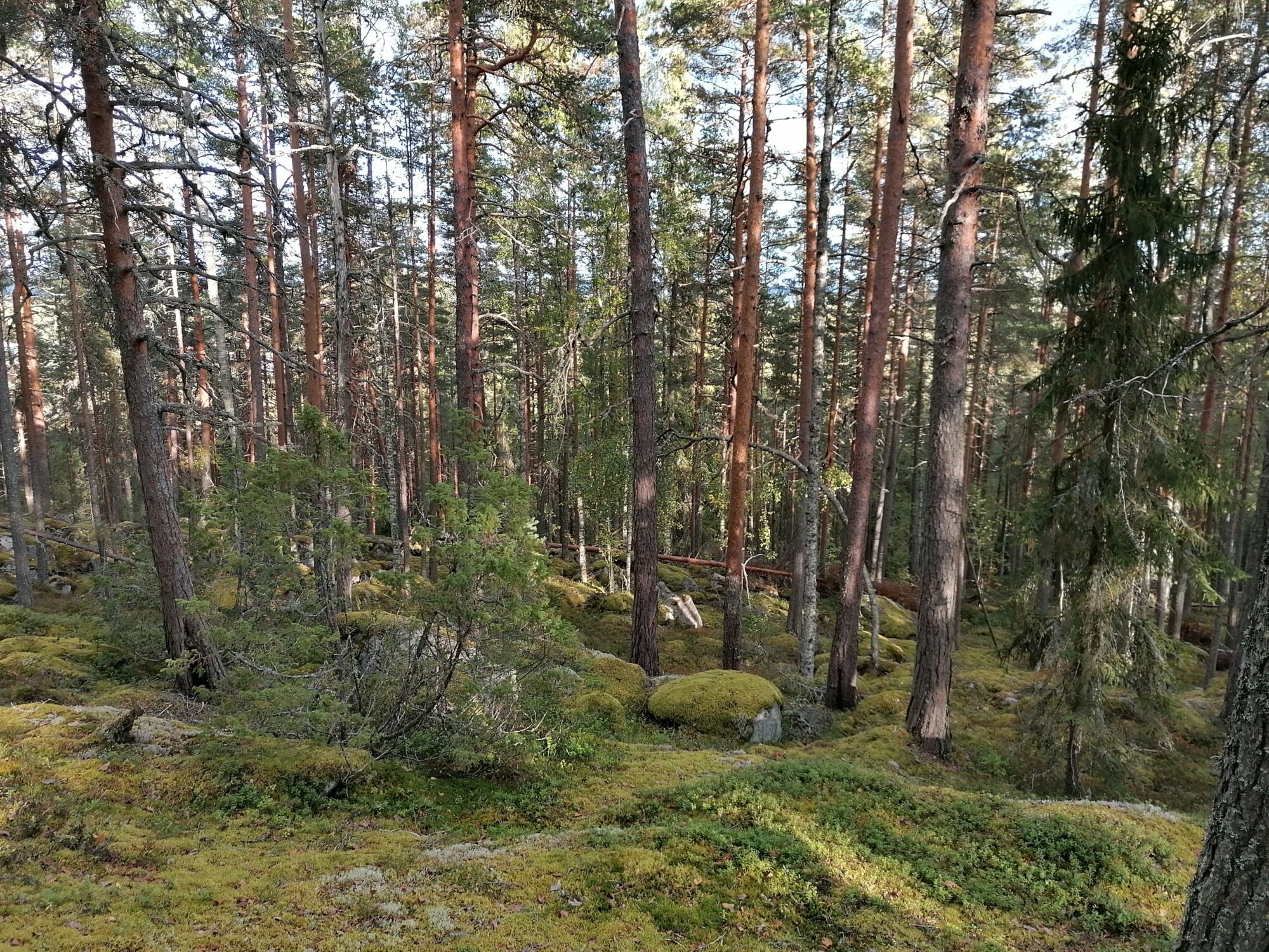 Valokuvaaja: Kaija Halonen Valokuvaaja: Kaija Halonen