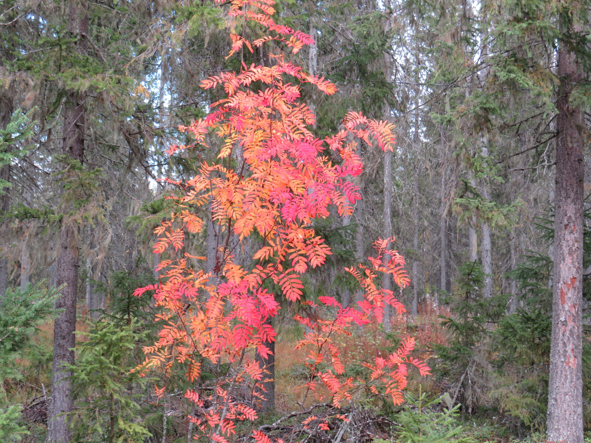 Valokuvaaja: Sirkka Ruotoistenmäki