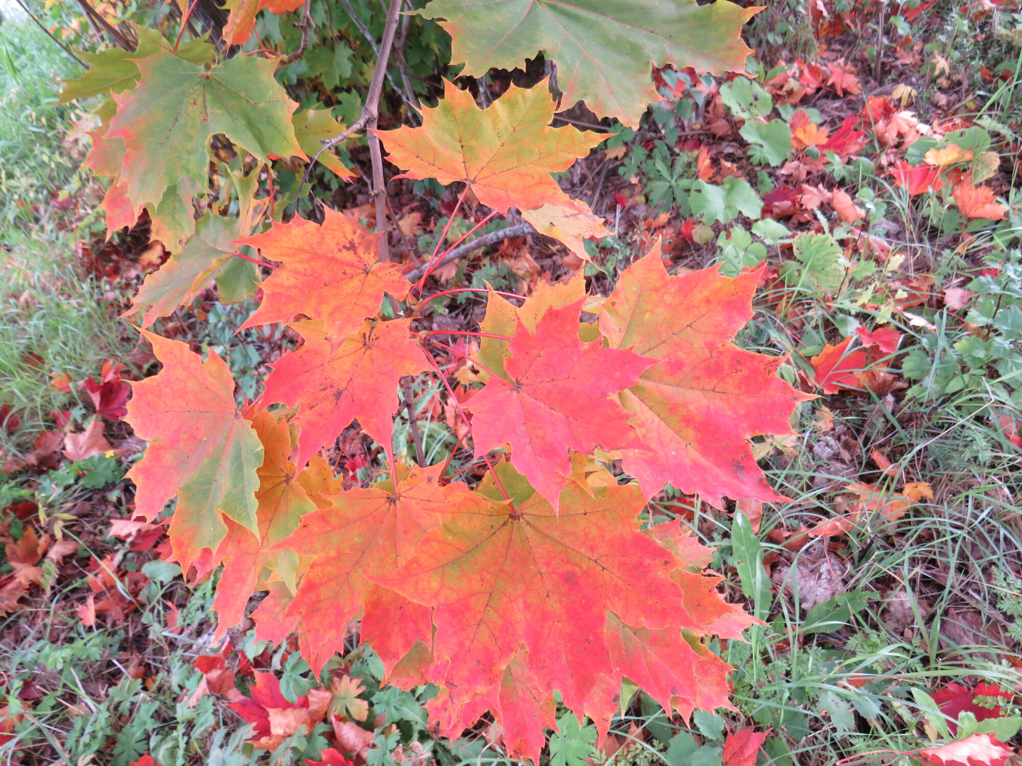 Valokuvaaja: Sirkka Ruotoistenmäki