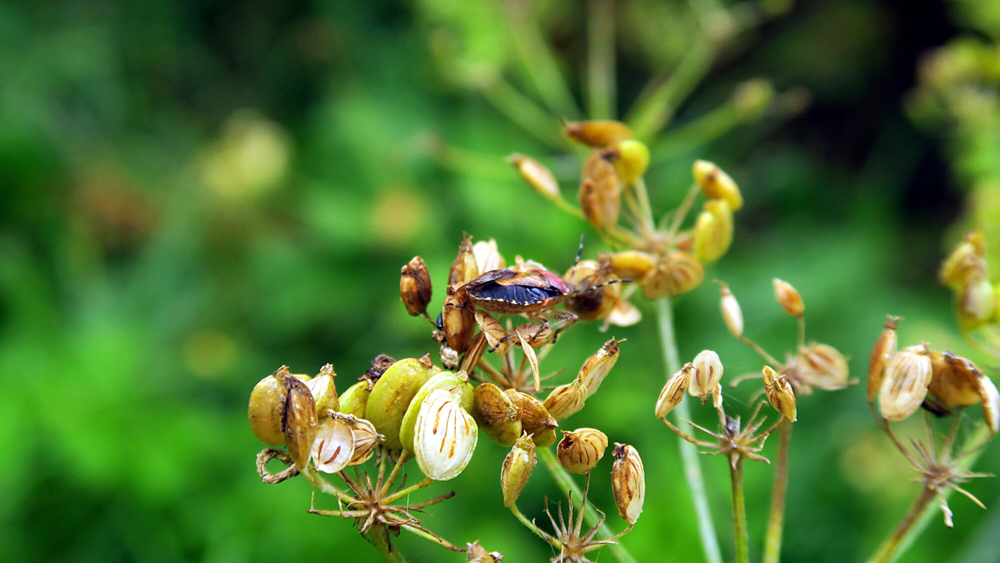 Valokuvaaja: Kati Westerlund
