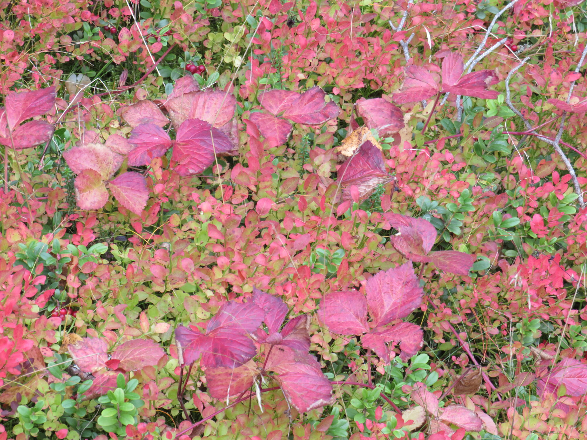 Valokuvaaja: Sirkka Ruotoistenmäki