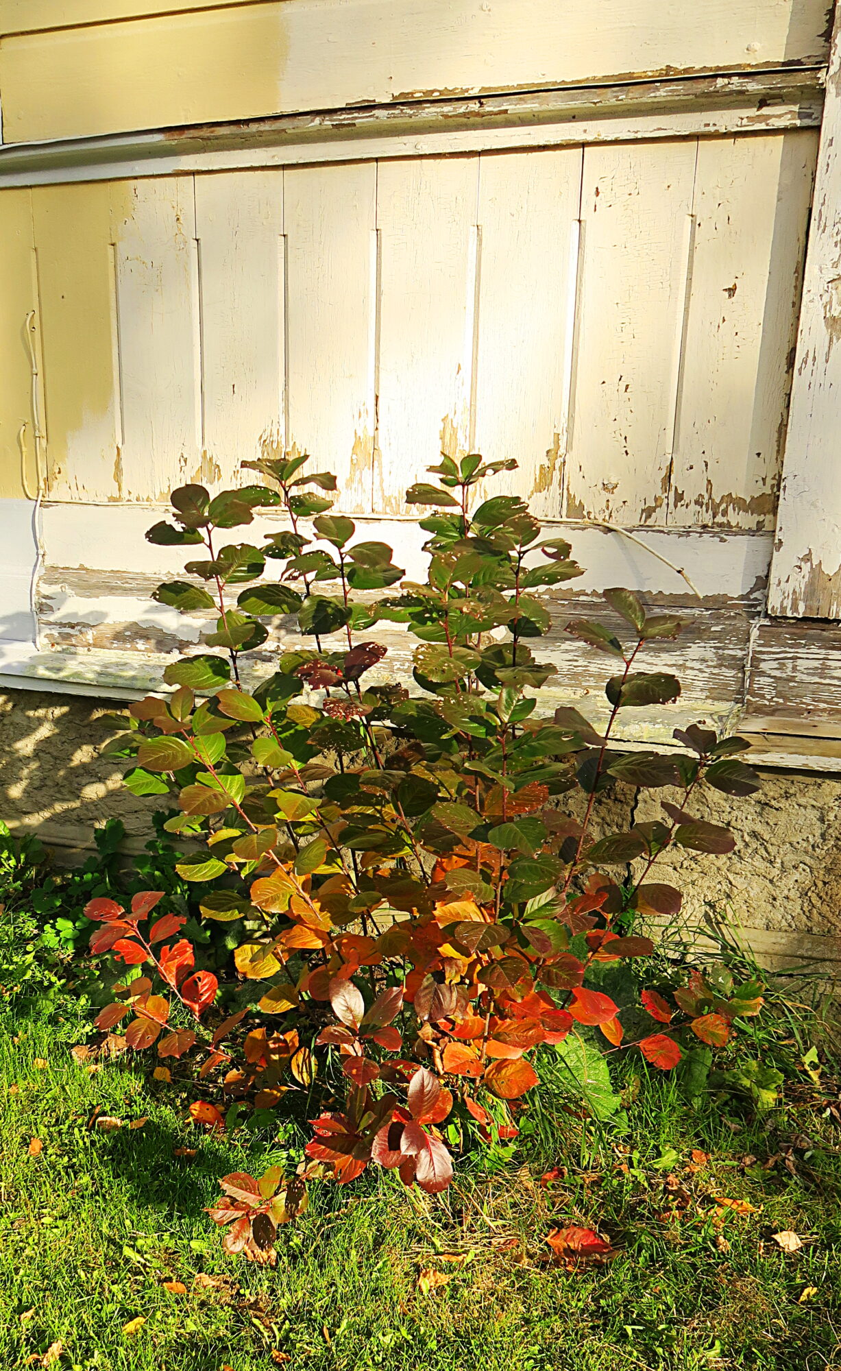 Valokuvaaja: Kati Westerlund