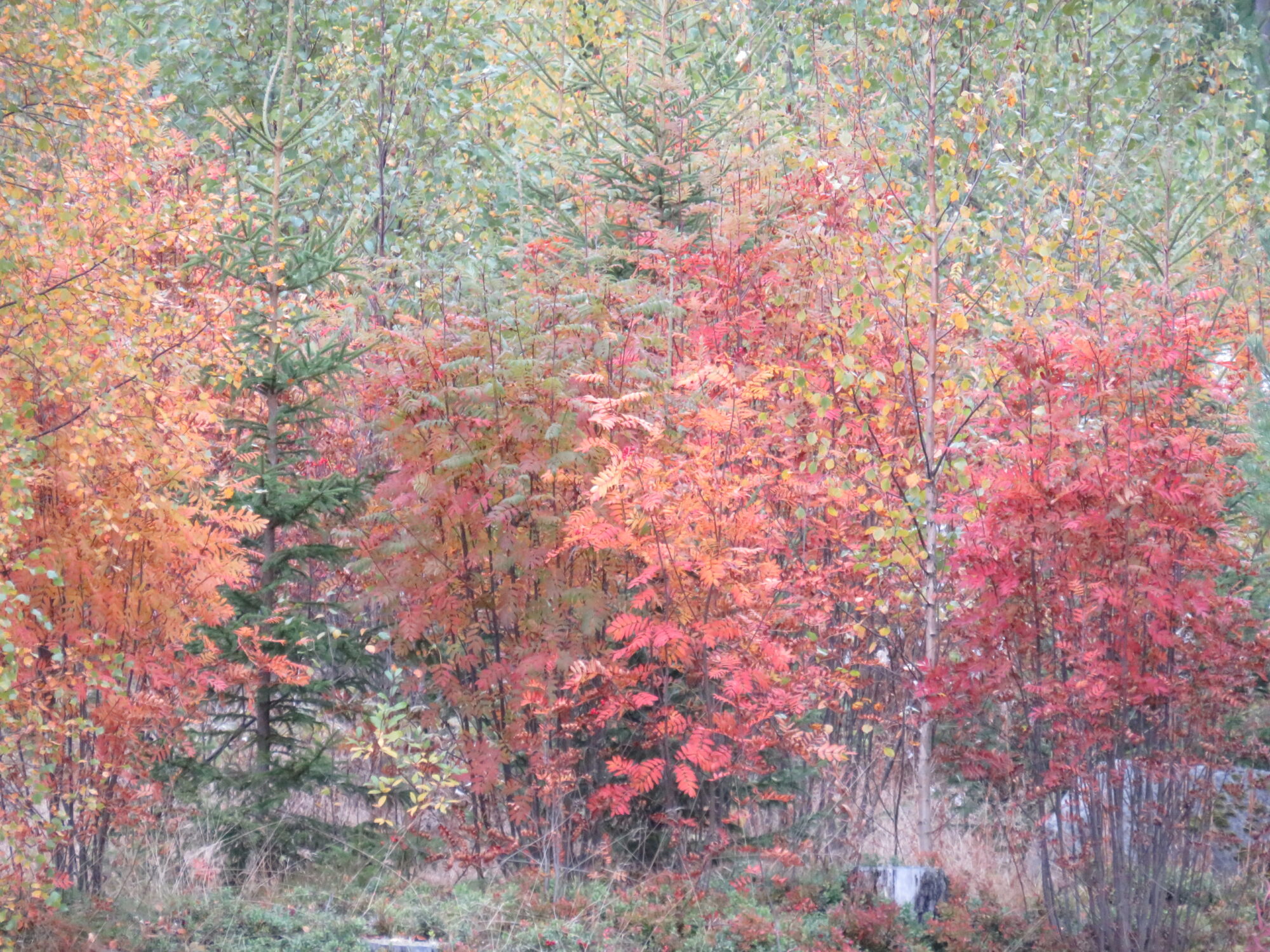 Valokuvaaja: Sirkka Ruotoistenmäki