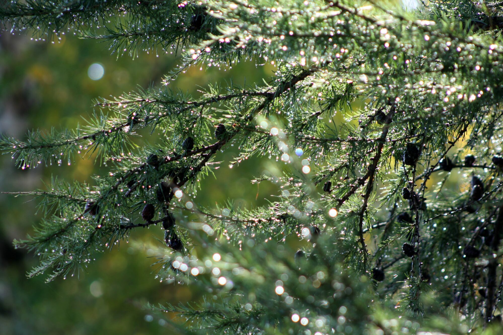 Valokuvaaja: Pirkko Siukonen