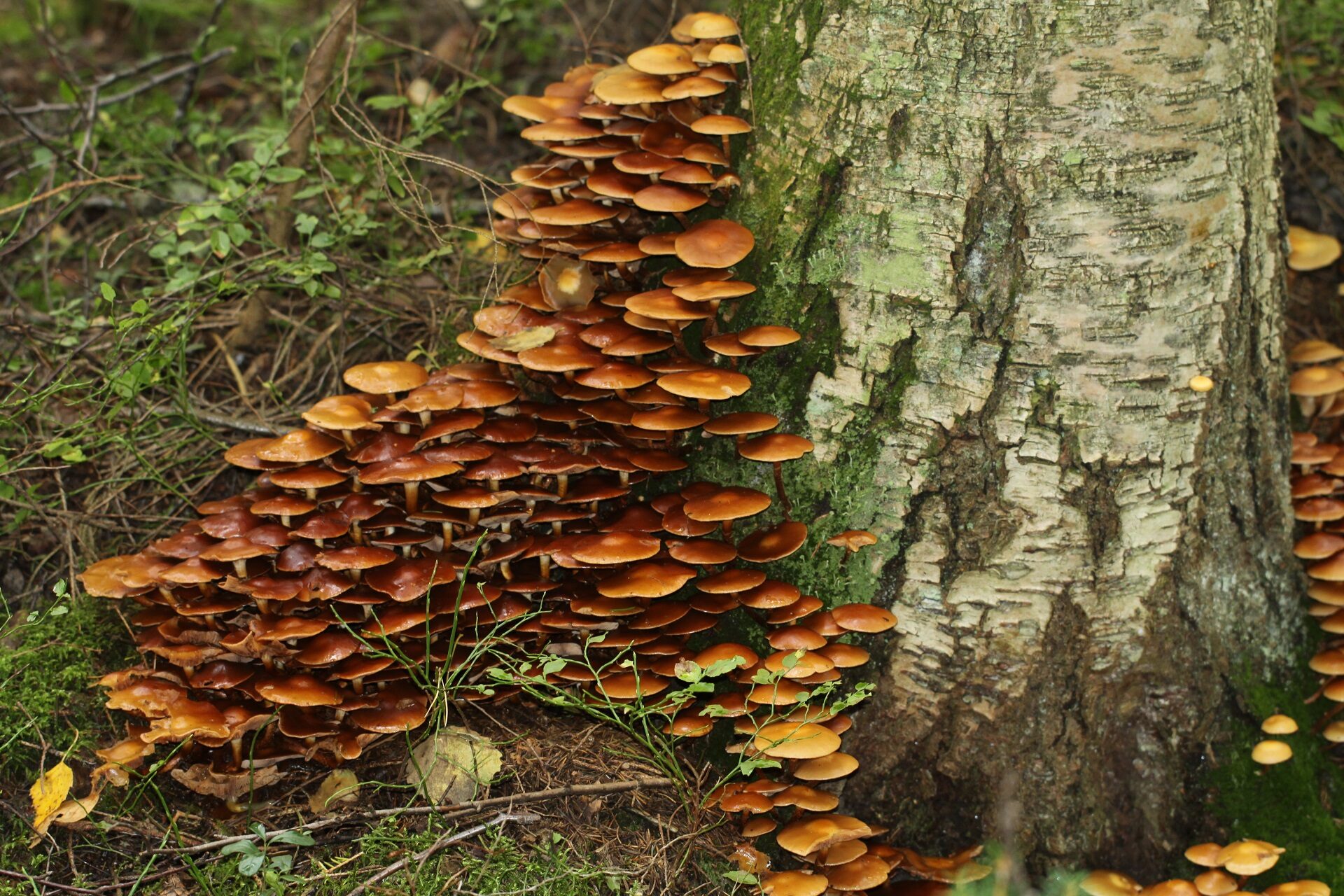 Valokuvaaja: Berndt Hannelius