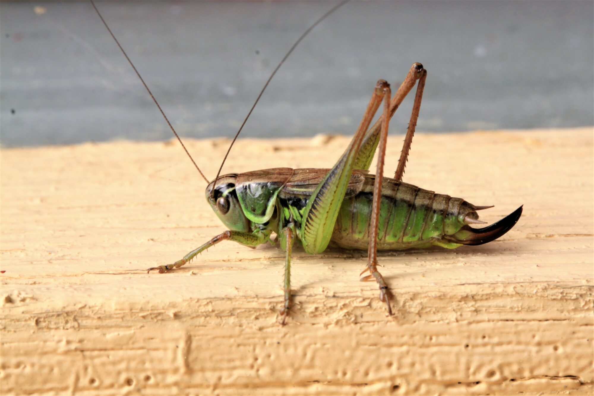 Valokuvaaja: Berndt Hannelius