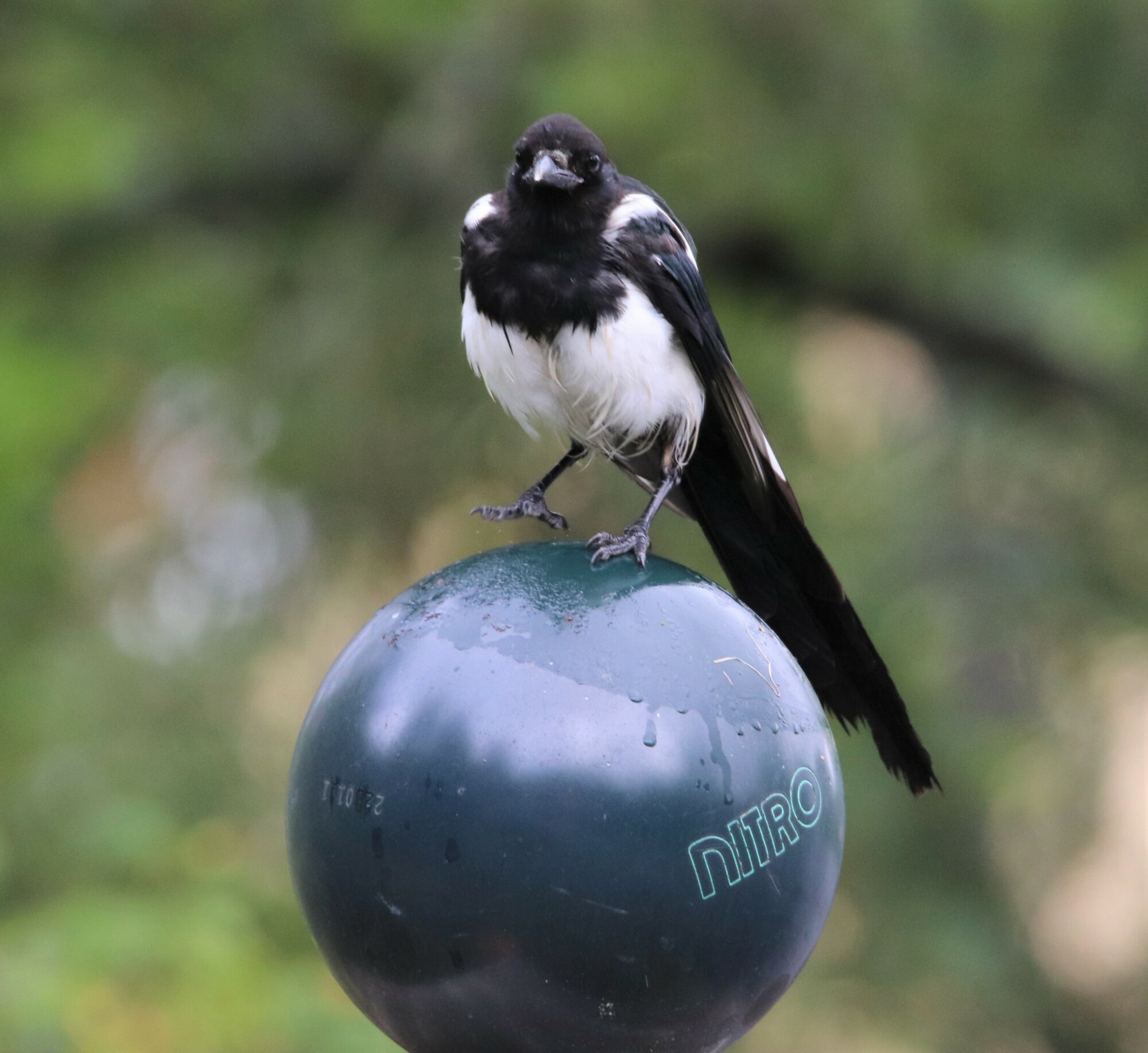 Valokuvaaja: Irja Lehtinen