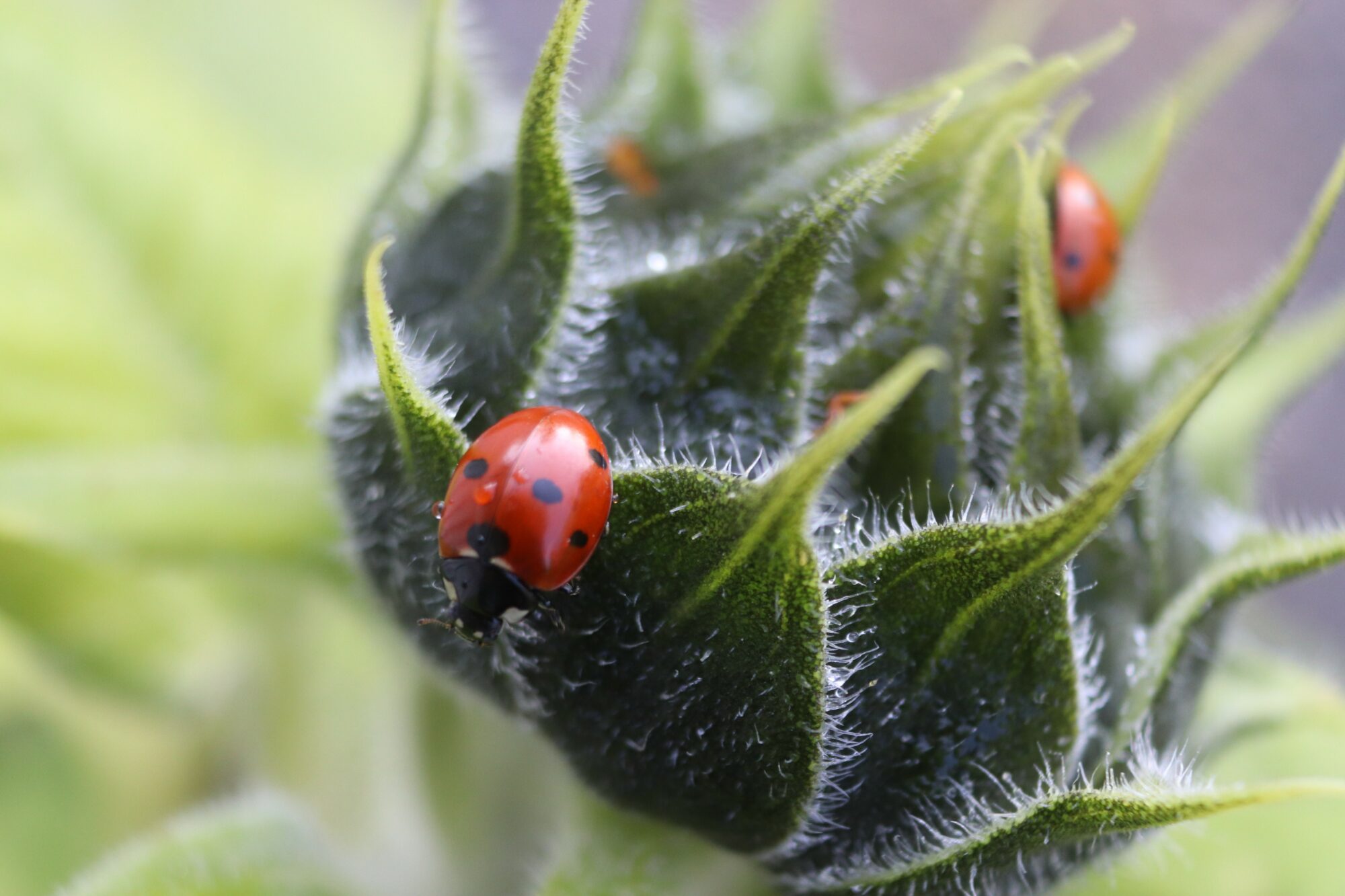 Valokuvaaja: Irja Lehtinen