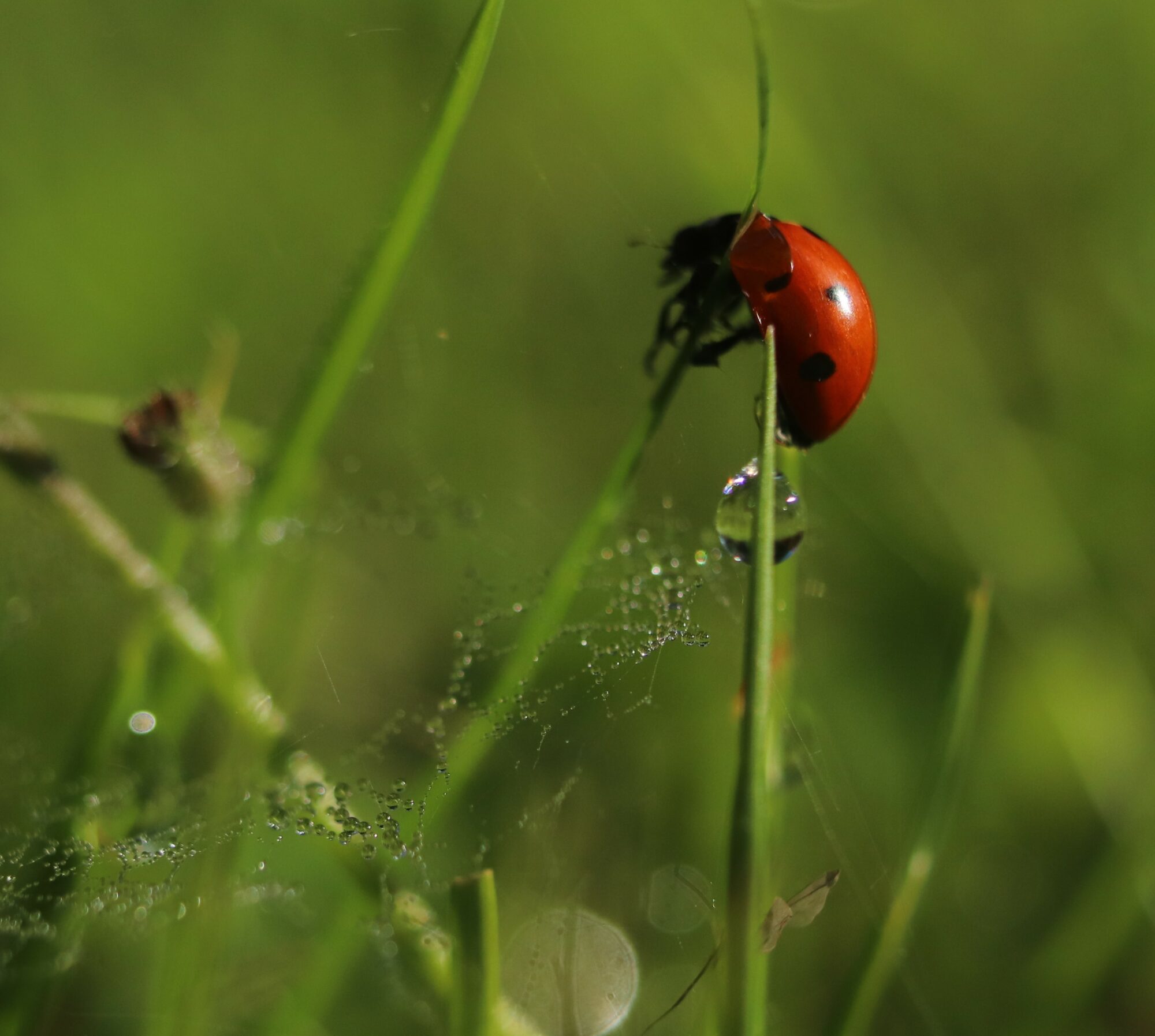 Valokuvaaja: Irja Lehtinen