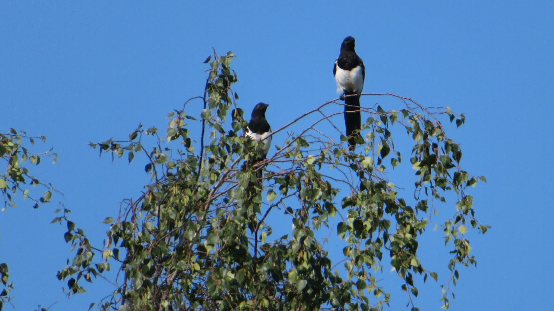 Valokuvaaja: Risto Kangassalo