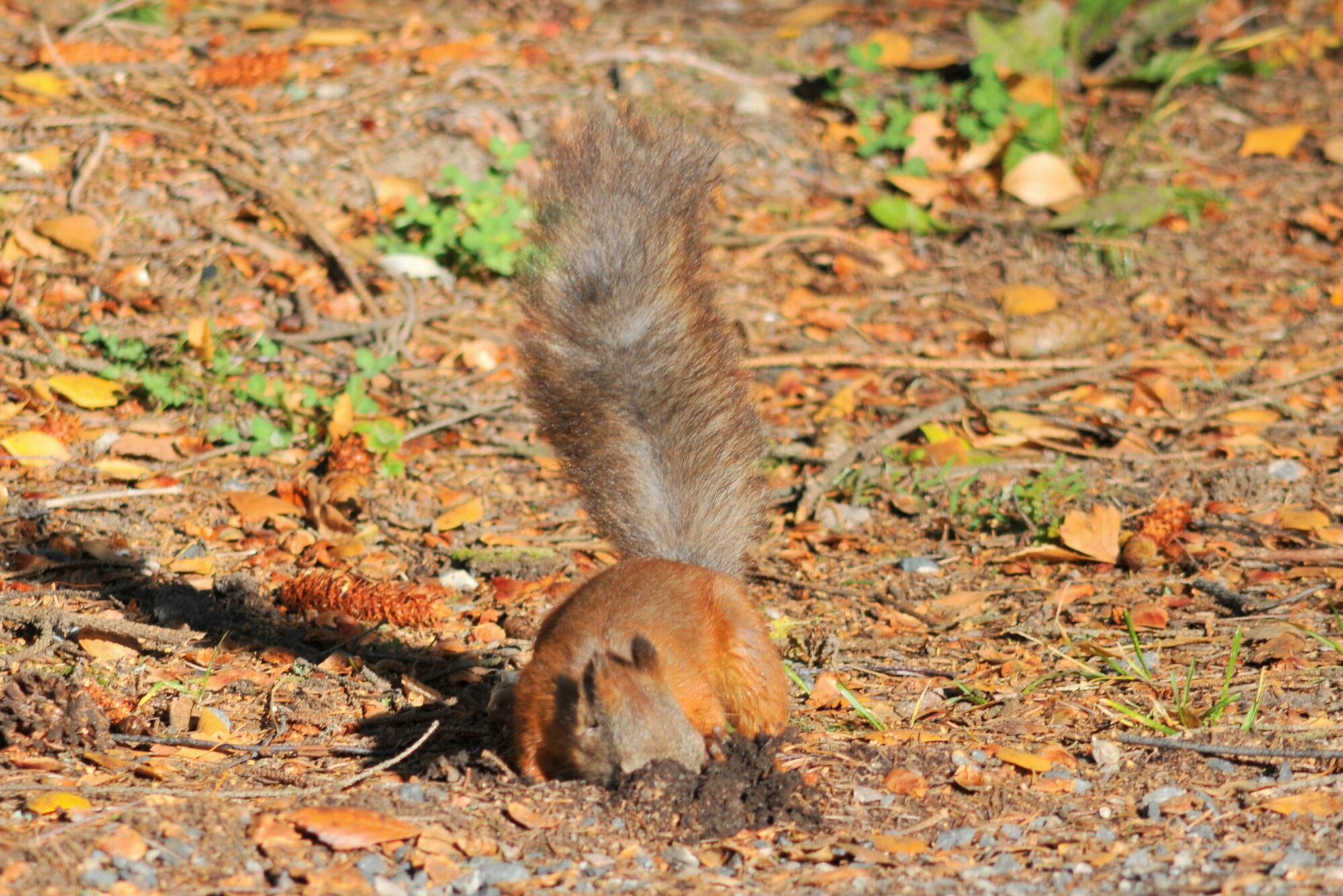 Valokuvaaja: Kaarlo Asikainen