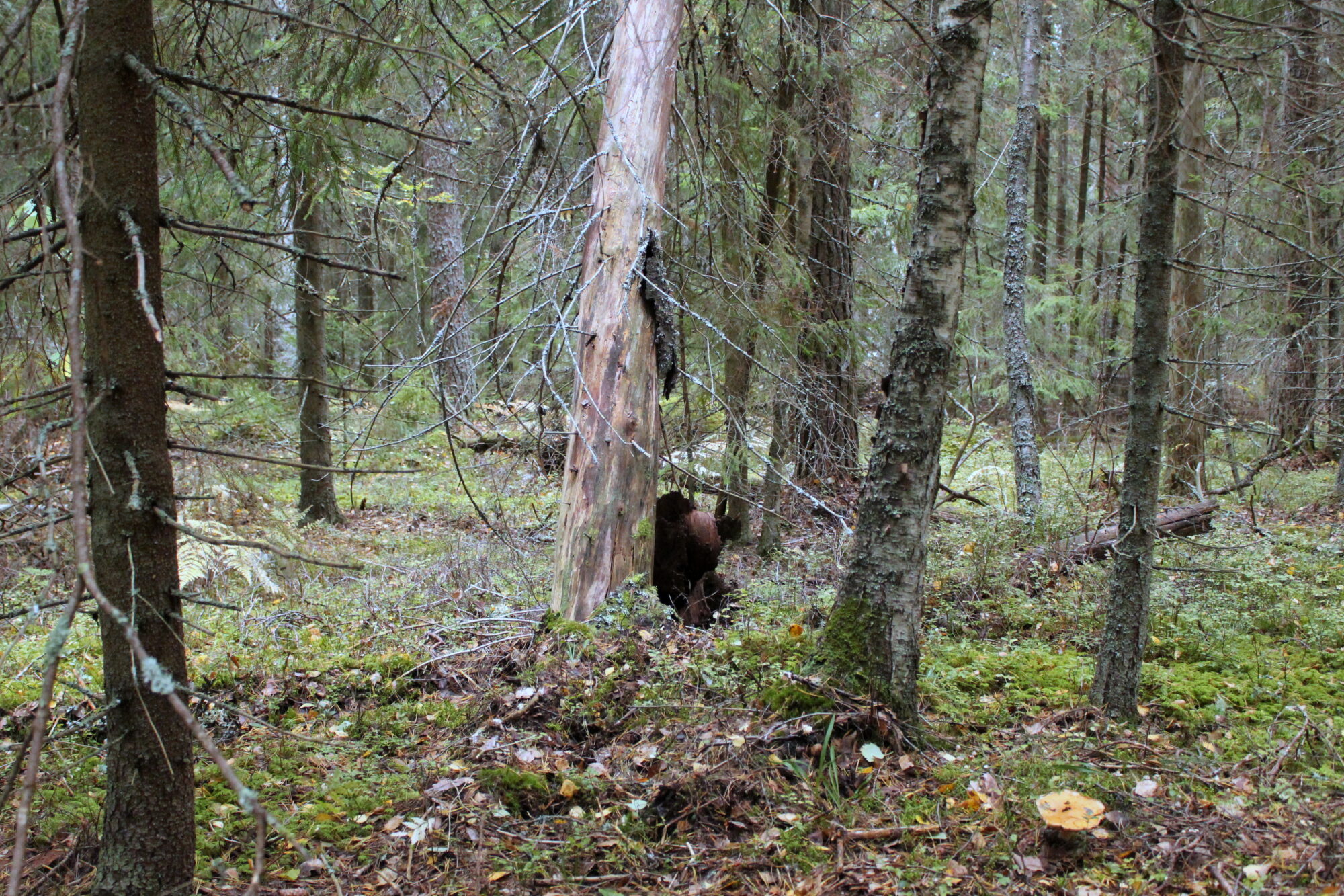 Valokuvaaja: Paula Savelius