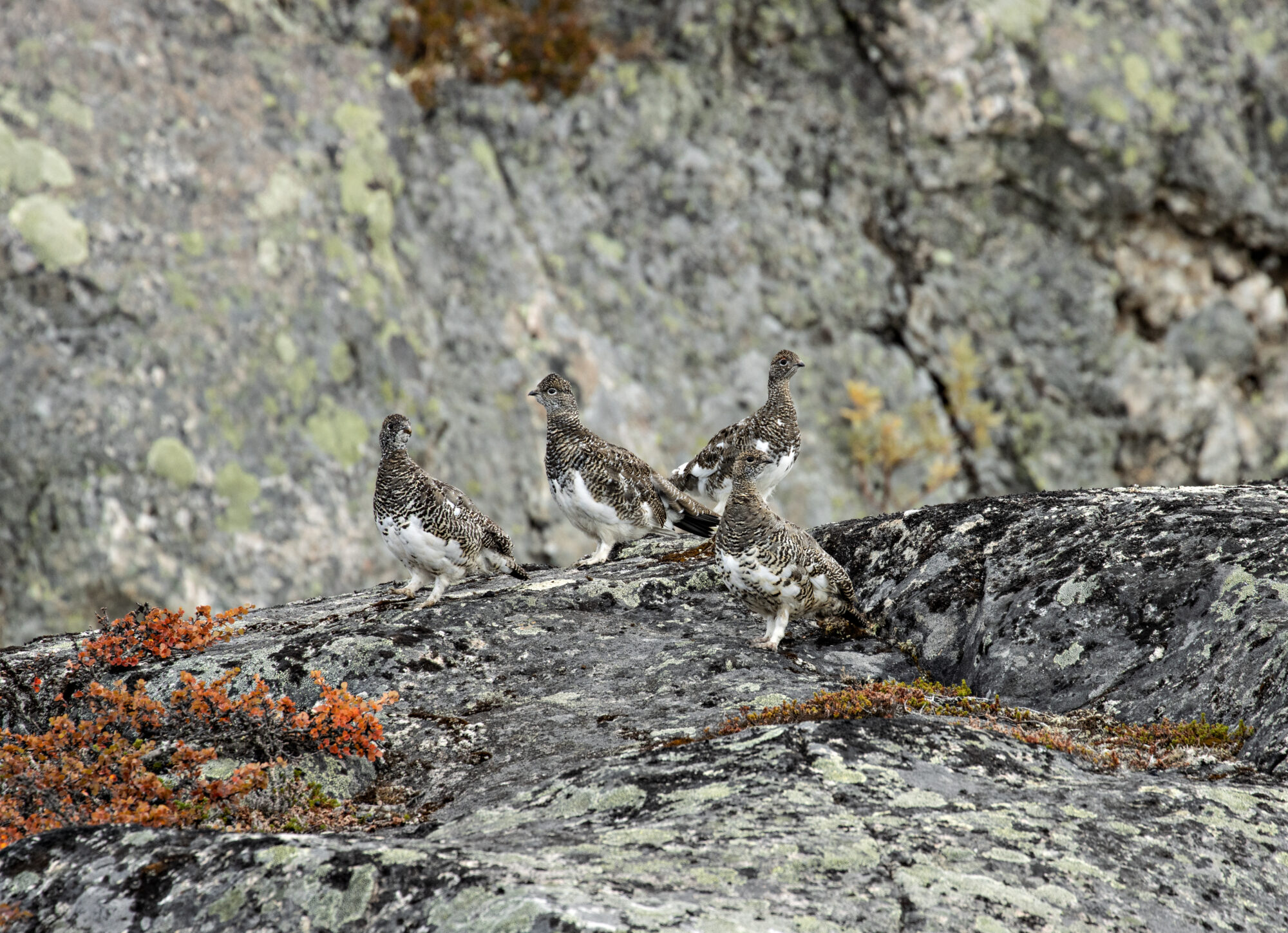 Valokuvaaja: Katri Niskanen