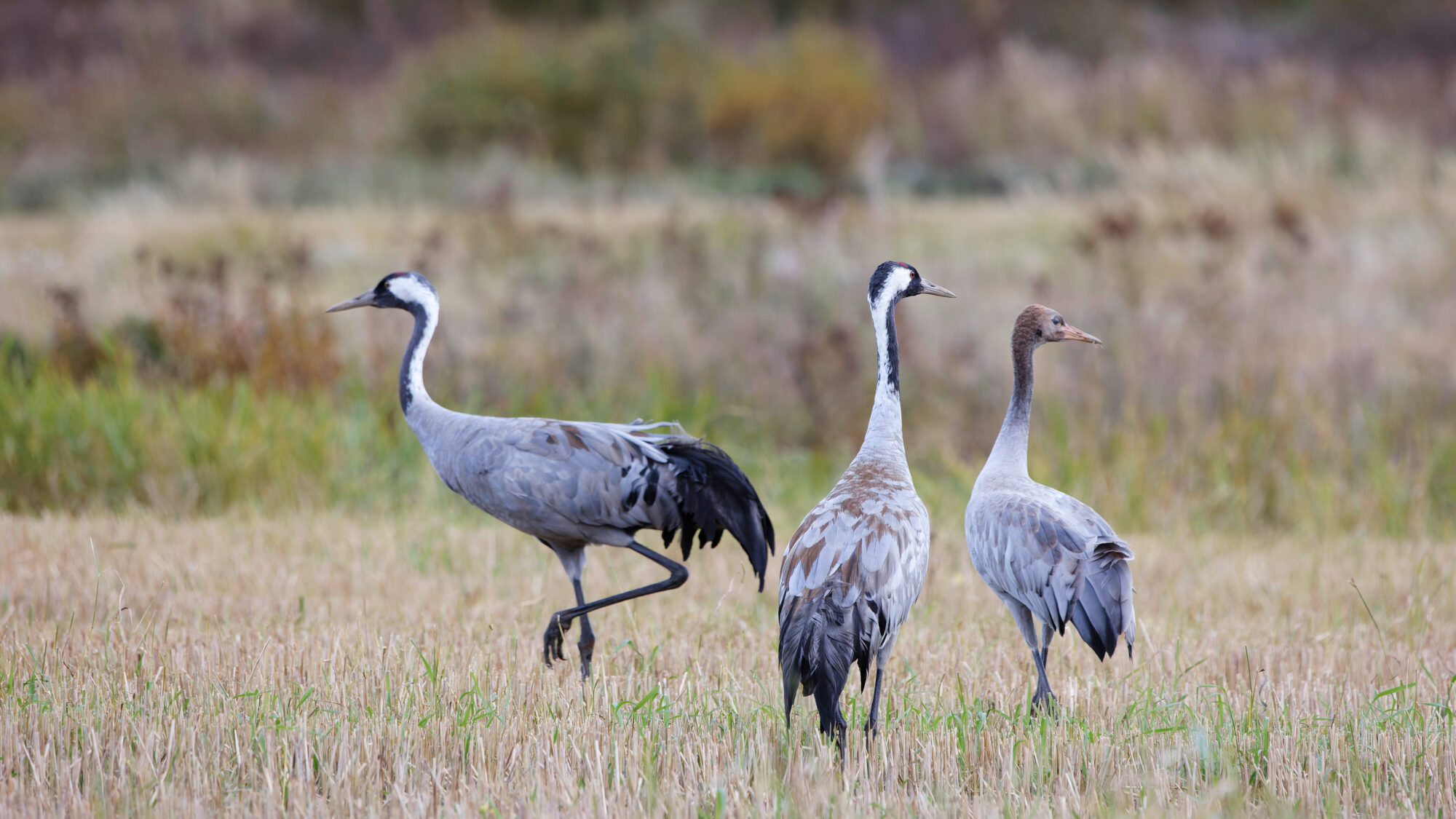 Valokuvaaja: Tommi Kujala