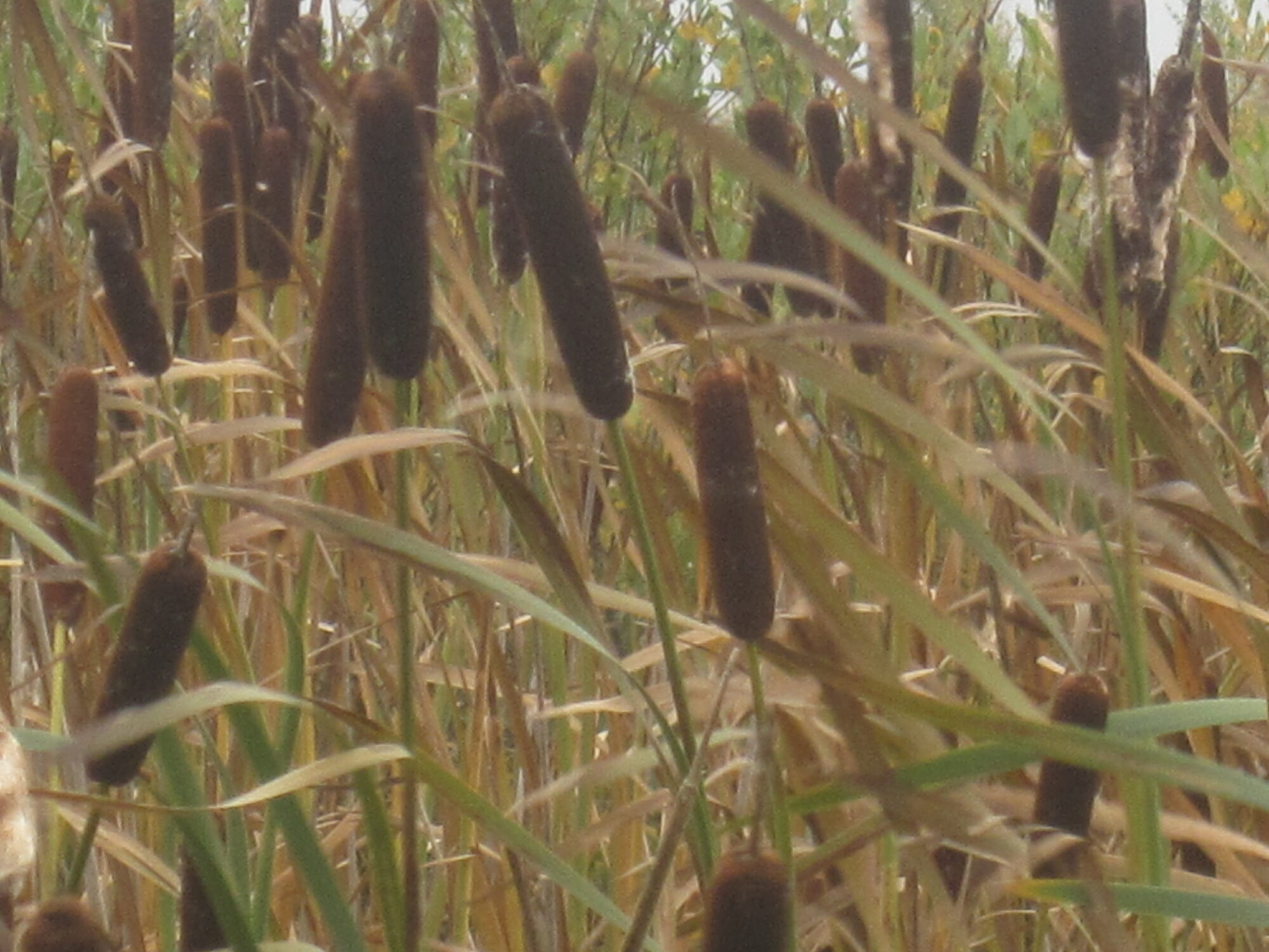 Valokuvaaja: Marita Portin