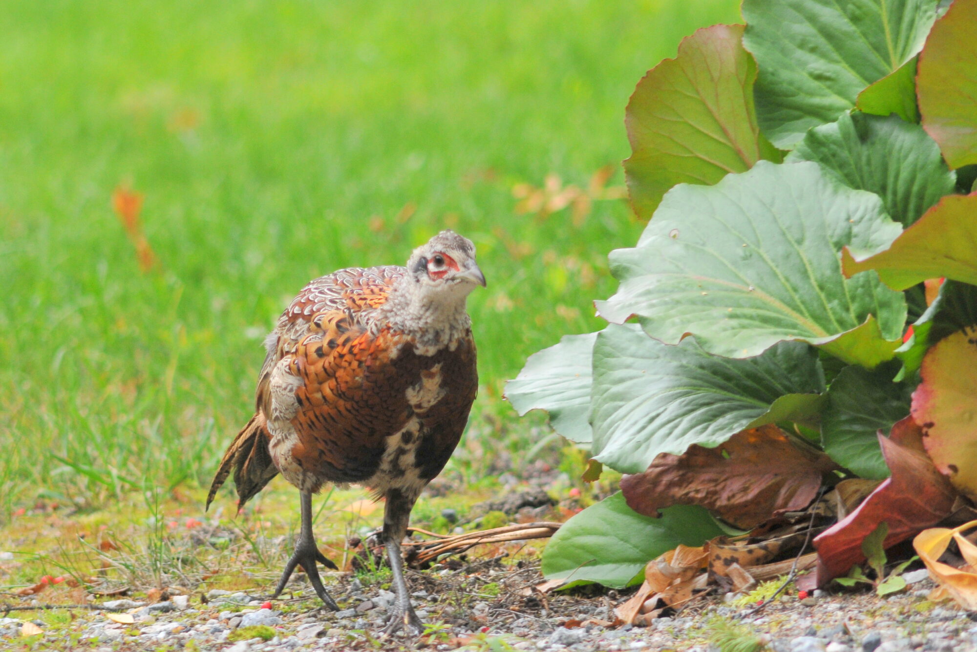 Valokuvaaja: Kaarlo Asikainen