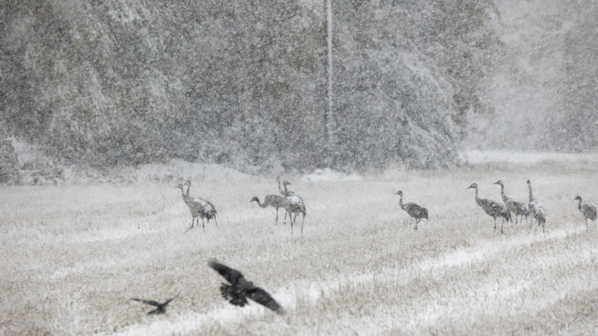 Valokuvaaja: Tommi Kujala